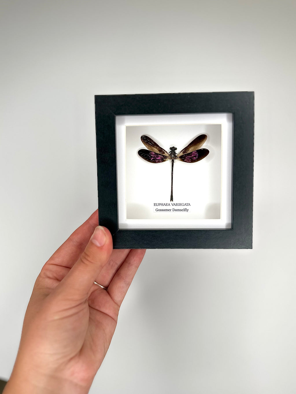Gossomar Damselfy also known as Euphaea Variegata | Small Frame - Taxidermy Entomology Home Decor Framed Natural Art by cuteaholic gifts blue teal green pink purple damselfly dragonfly