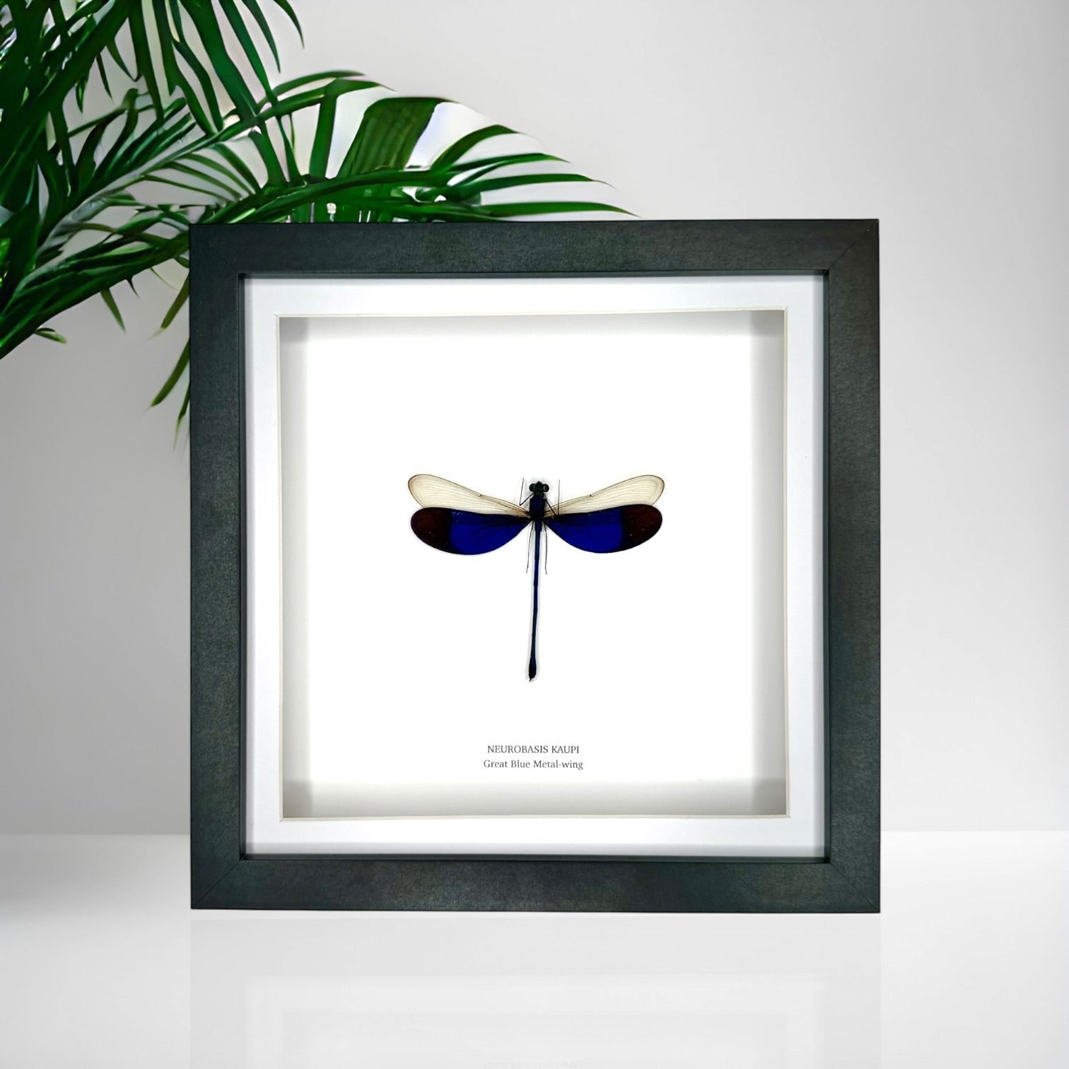 Great Blue Metal-wing Damselfly also known as Neurobasis Kaupi | mounted handmade in a deep black shadow Medium Frame - Taxidermy Entomology Home Decor Framed Natural Art by cuteaholic gifts