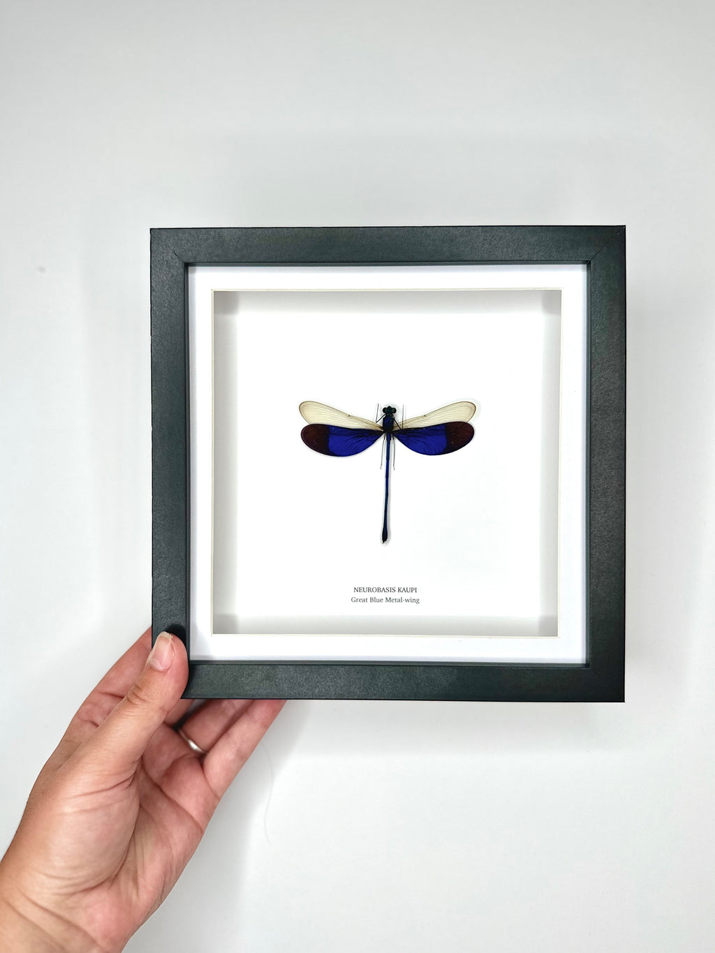 Great Blue Metal-wing Damselfly also known as Neurobasis Kaupi | mounted handmade in a deep black shadow Medium Frame - Taxidermy Entomology Home Decor Framed Natural Art by cuteaholic gifts