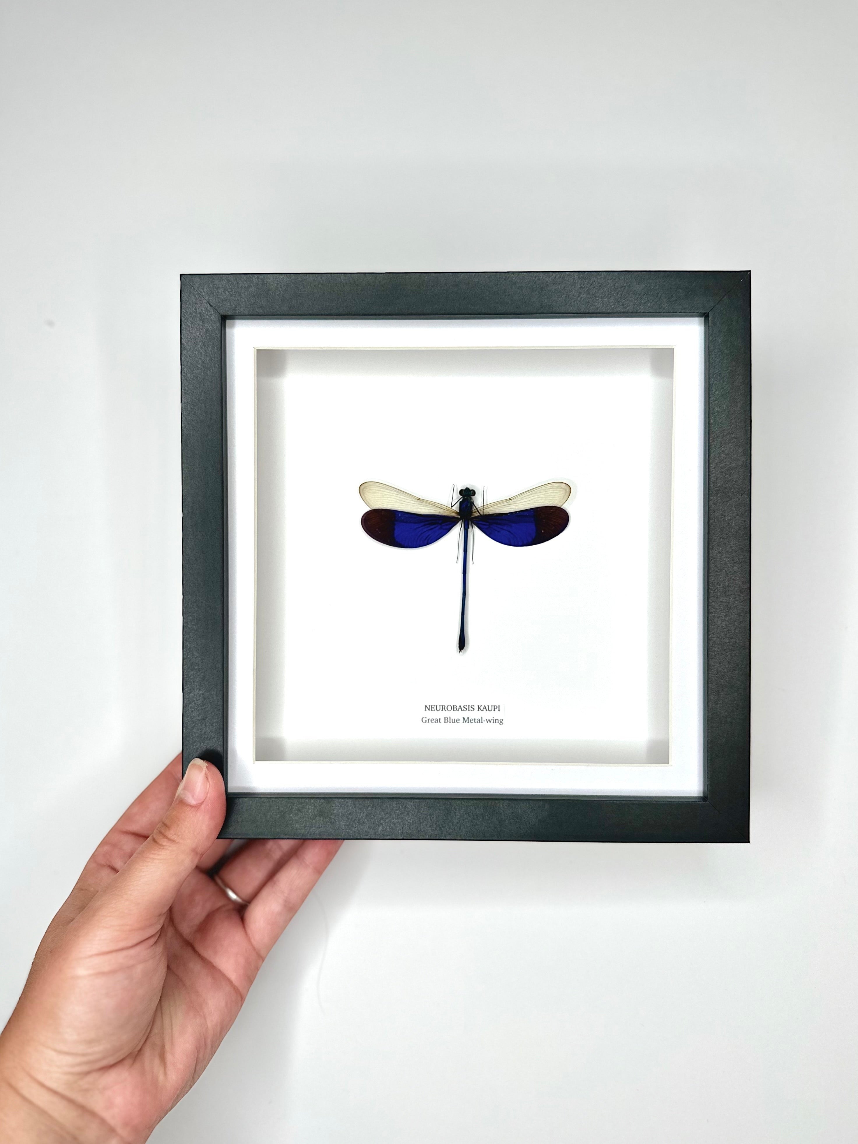 Great Blue Metal-wing Damselfly also known as Neurobasis Kaupi | mounted handmade in a deep black shadow Medium Frame - Taxidermy Entomology Home Decor Framed Natural Art by cuteaholic gifts