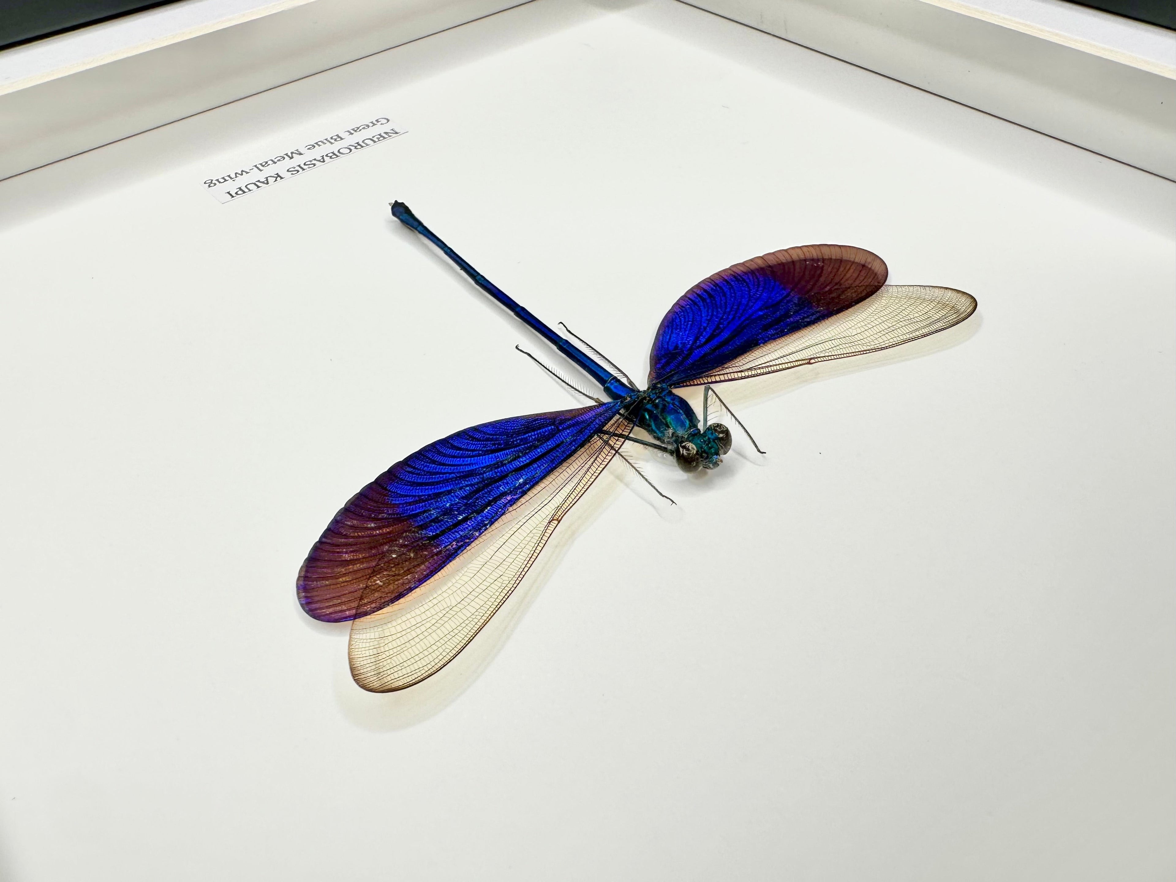 Great Blue Metal-wing Damselfly also known as Neurobasis Kaupi | mounted handmade in a deep black shadow Medium Frame - Taxidermy Entomology Home Decor Framed Natural Art by cuteaholic gifts