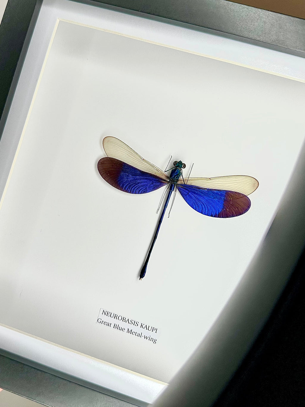 Great Blue Metal-wing Damselfly also known as Neurobasis Kaupi | mounted handmade in a deep black shadow Medium Frame - Taxidermy Entomology Home Decor Framed Natural Art by cuteaholic gifts