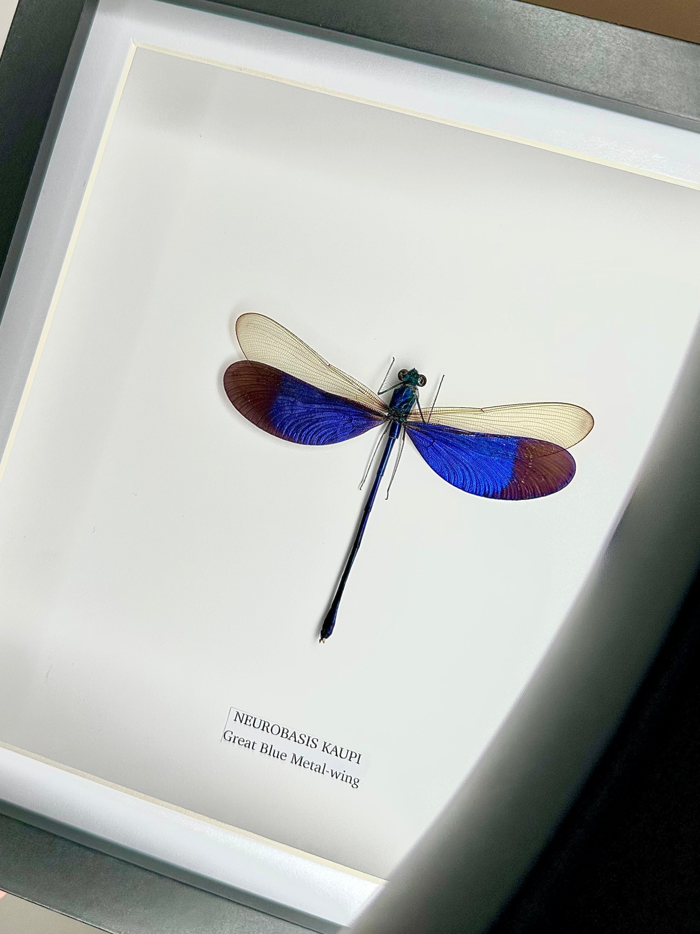 Great Blue Metal-wing Damselfly also known as Neurobasis Kaupi | mounted handmade in a deep black shadow Medium Frame - Taxidermy Entomology Home Decor Framed Natural Art by cuteaholic gifts