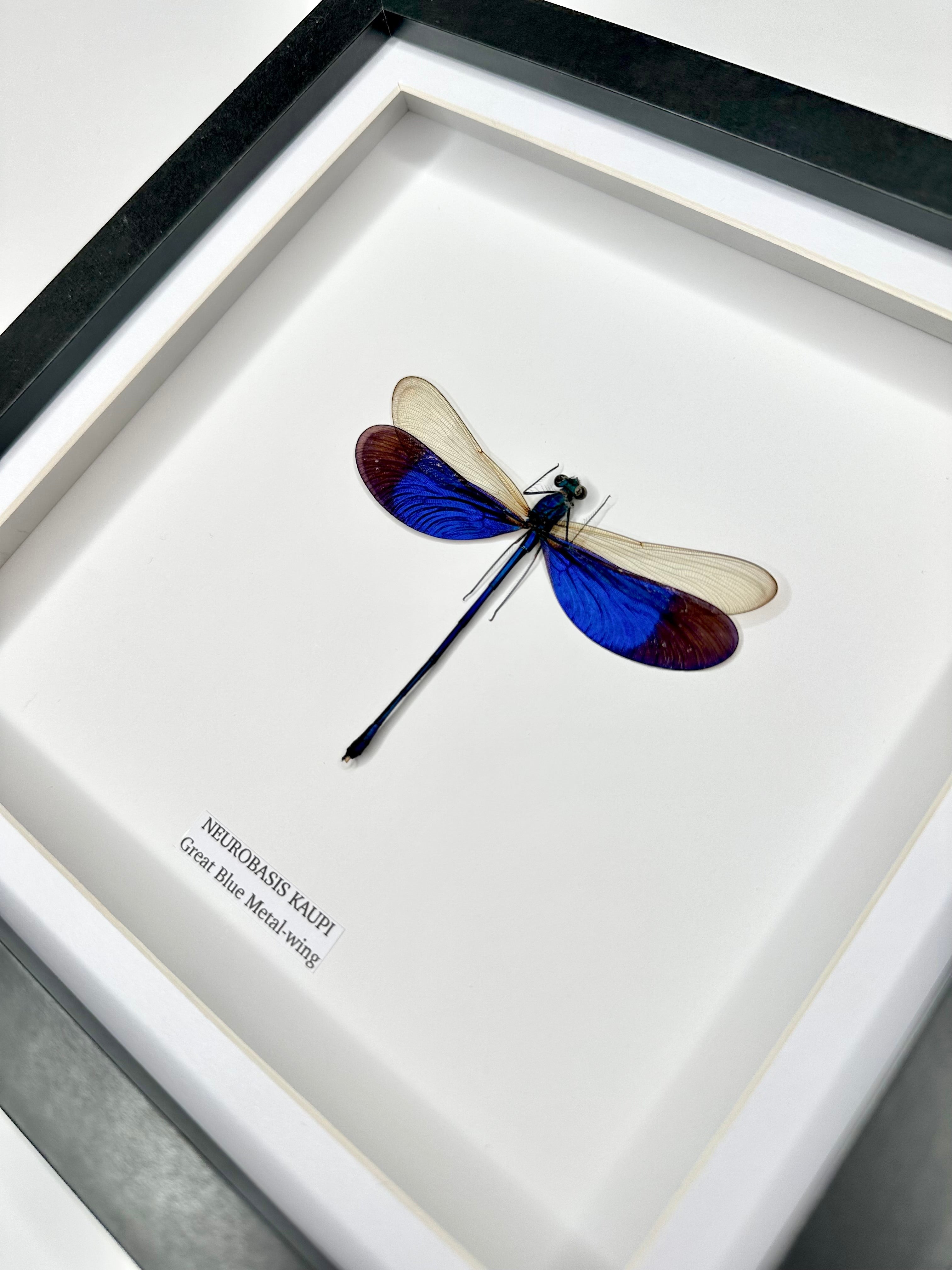 Great Blue Metal-wing Damselfly also known as Neurobasis Kaupi | mounted handmade in a deep black shadow Medium Frame - Taxidermy Entomology Home Decor Framed Natural Art by cuteaholic gifts