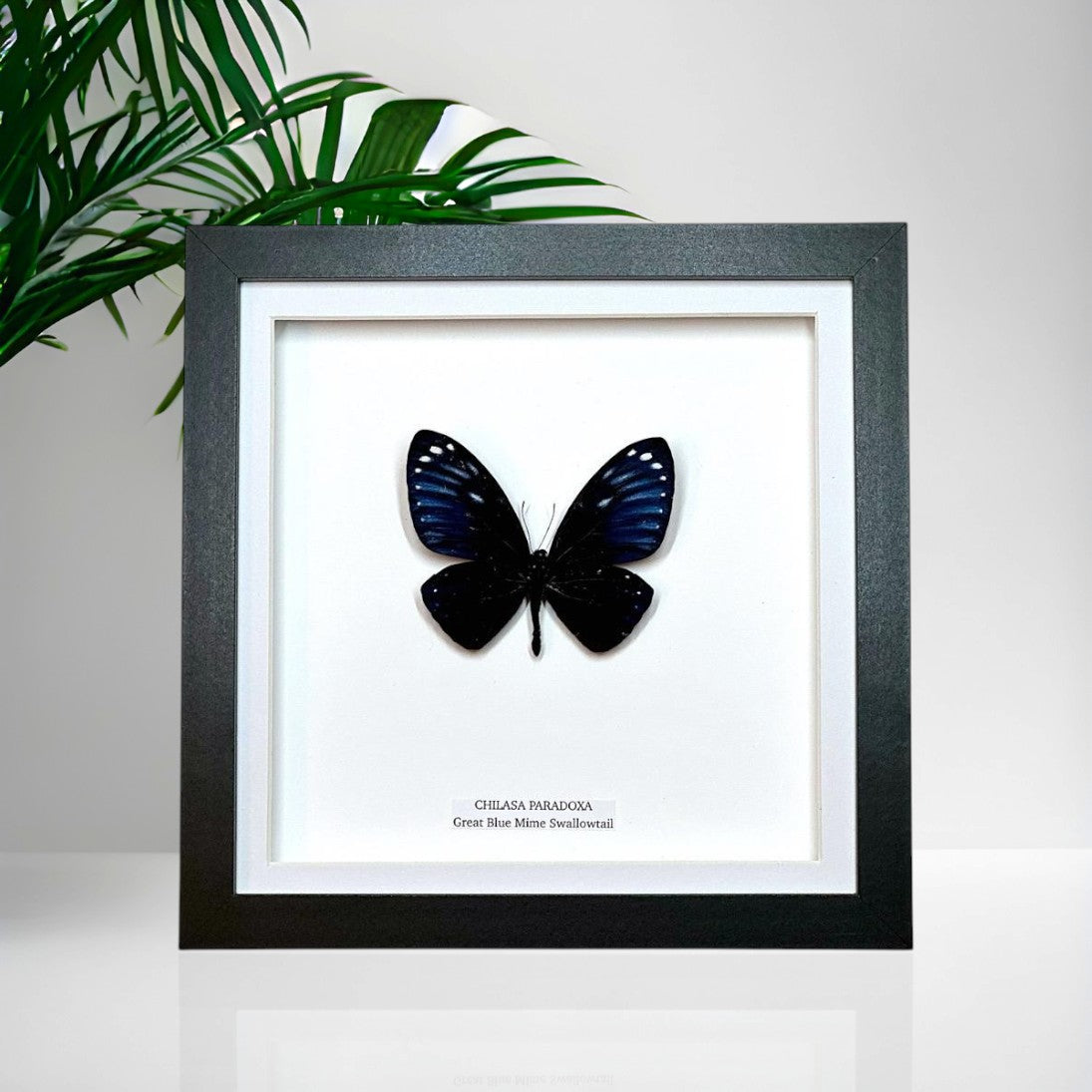 Great Blue Mime | Chilasa Paradoxa • Medium Frame • Taxidermy Entomology Home Decor Framed Art