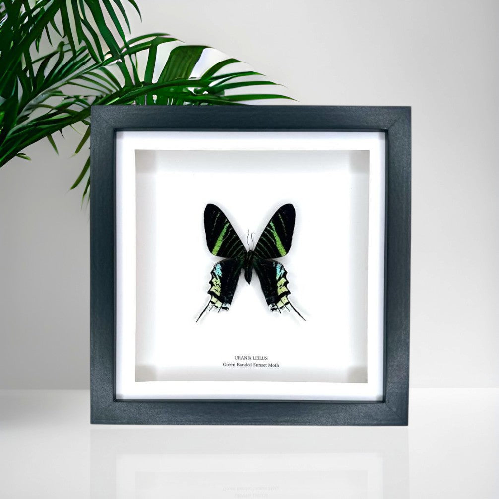 Green Banded Sunset Moth | Urania Leilus • Medium Frame • Taxidermy Entomology Home Decor Framed Art
