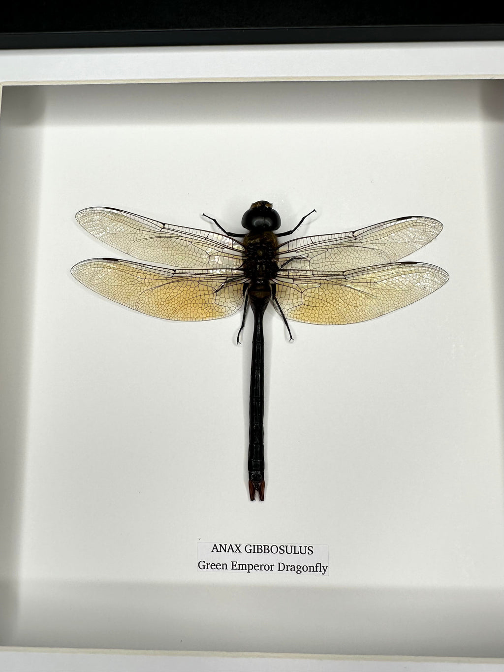 Green Emperor Dragonfly  also known as Anax Gibbosulus framed in a black deep shadow Medium Frame bug Taxidermy Entomology Home Decor Framed Natural Art handmade by cuteaholic gifts