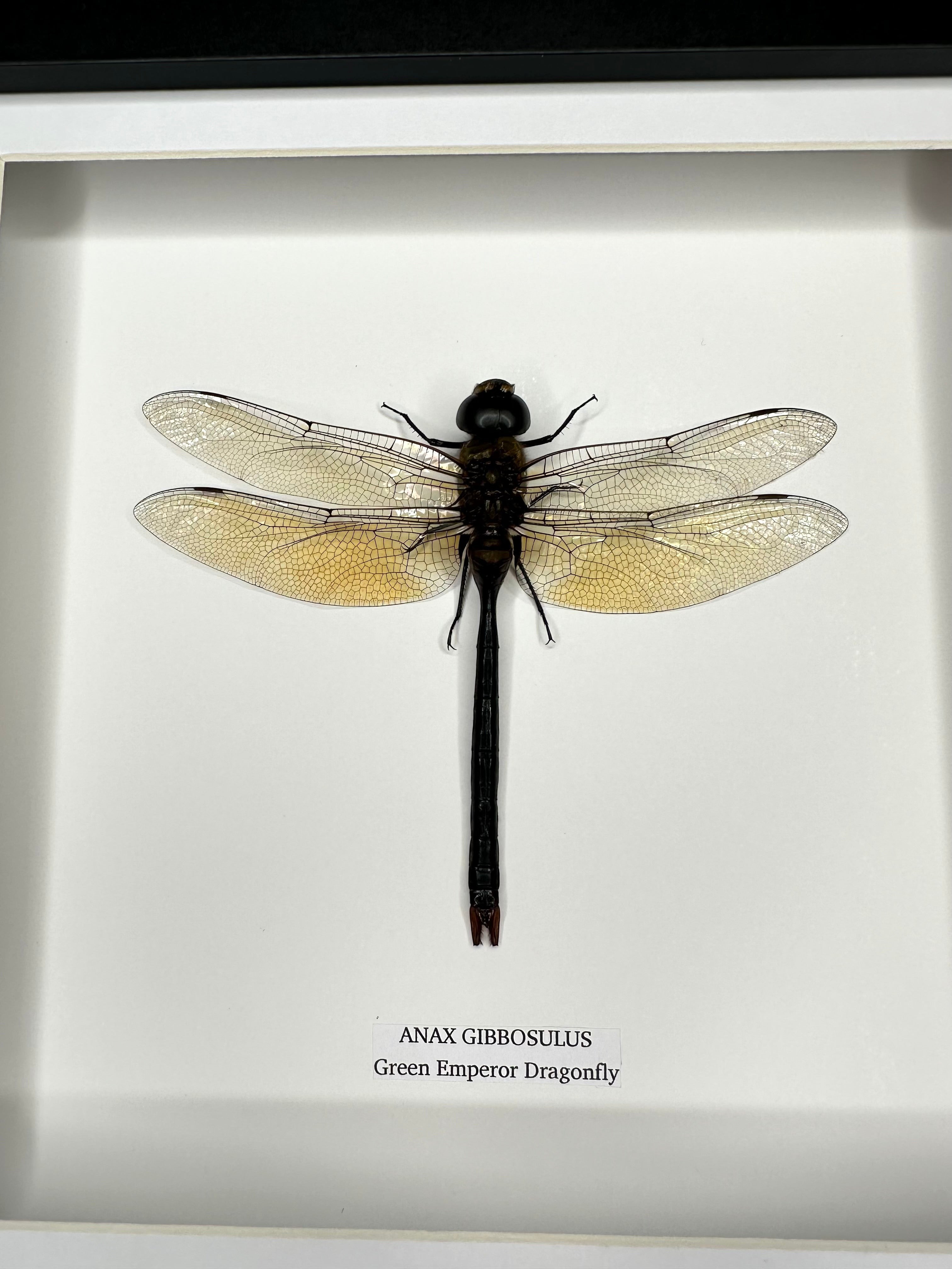 Green Emperor Dragonfly  also known as Anax Gibbosulus framed in a black deep shadow Medium Frame bug Taxidermy Entomology Home Decor Framed Natural Art handmade by cuteaholic gifts