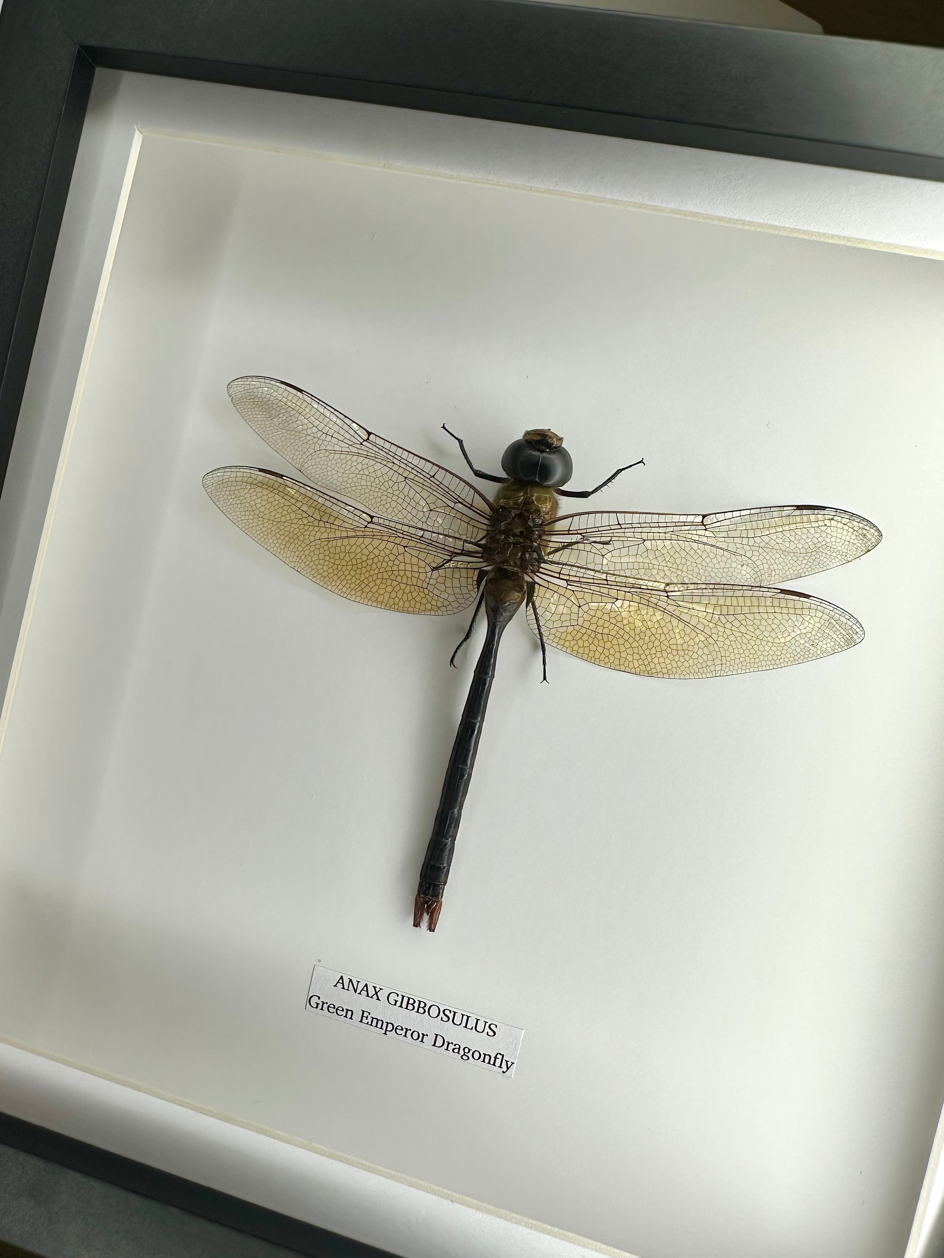 Green Emperor Dragonfly  also known as Anax Gibbosulus framed in a black deep shadow Medium Frame bug Taxidermy Entomology Home Decor Framed Natural Art handmade by cuteaholic gifts