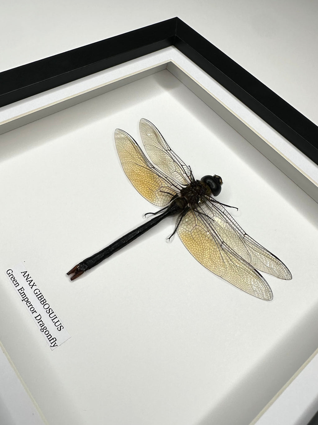 Green Emperor Dragonfly  also known as Anax Gibbosulus framed in a black deep shadow Medium Frame bug Taxidermy Entomology Home Decor Framed Natural Art handmade by cuteaholic gifts