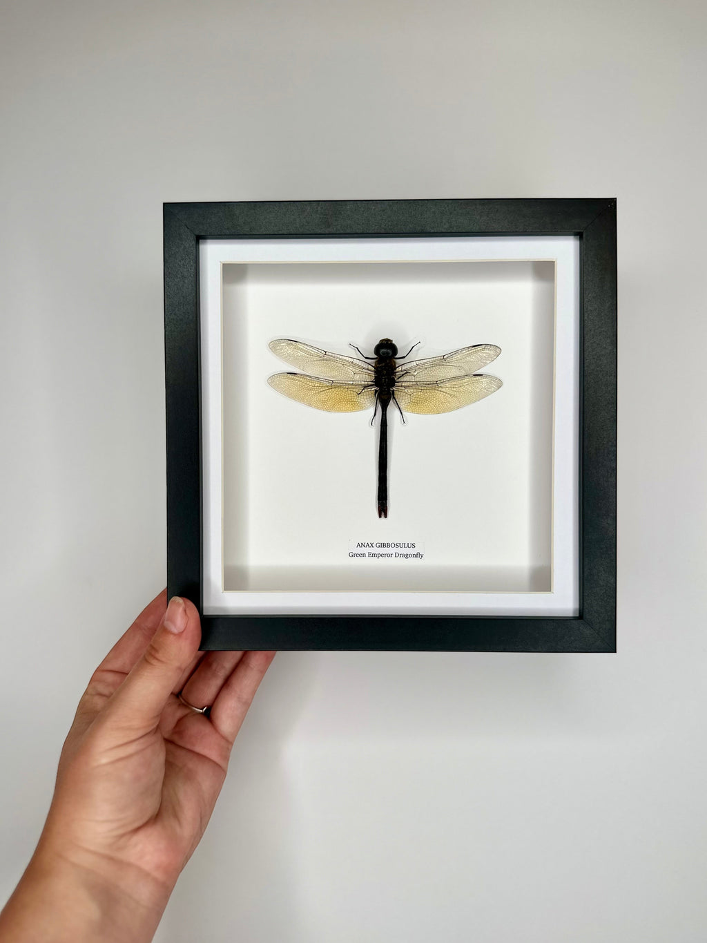 Green Emperor Dragonfly  also known as Anax Gibbosulus framed in a black deep shadow Medium Frame bug Taxidermy Entomology Home Decor Framed Natural Art handmade by cuteaholic gifts