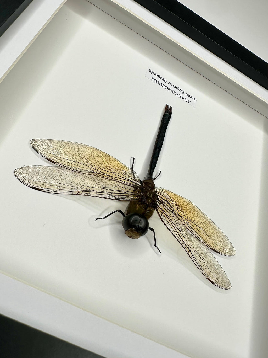 Green Emperor Dragonfly  also known as Anax Gibbosulus framed in a black deep shadow Medium Frame bug Taxidermy Entomology Home Decor Framed Natural Art handmade by cuteaholic gifts