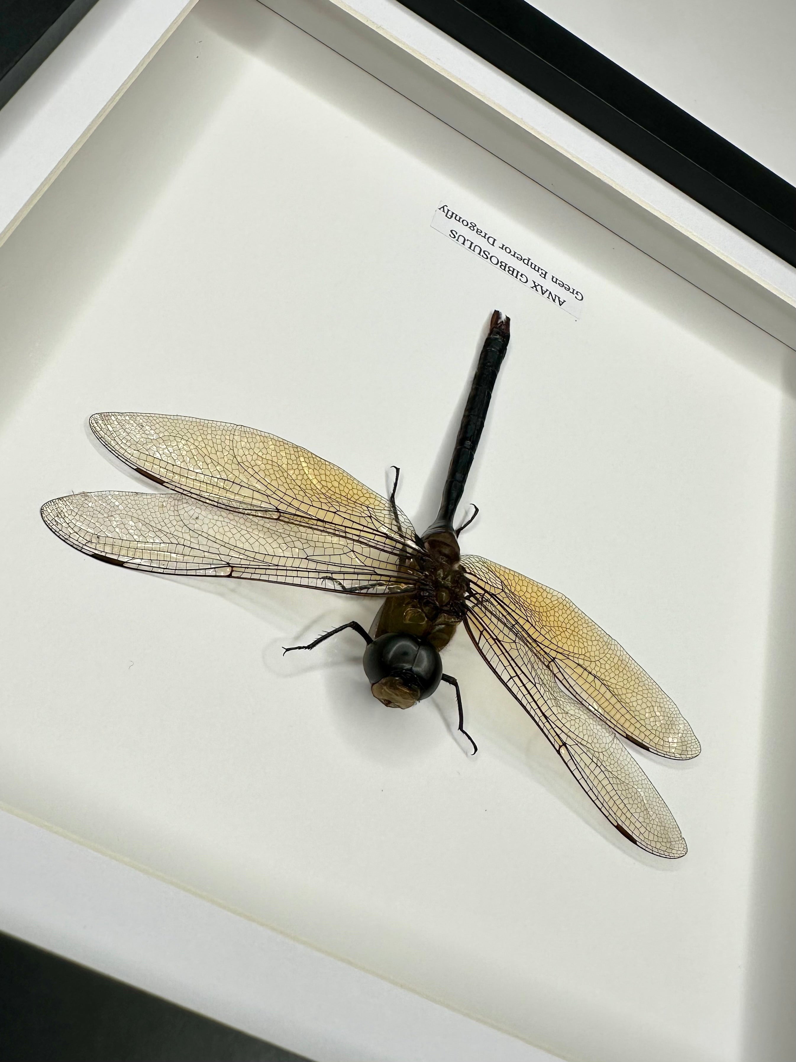 Green Emperor Dragonfly  also known as Anax Gibbosulus framed in a black deep shadow Medium Frame bug Taxidermy Entomology Home Decor Framed Natural Art handmade by cuteaholic gifts