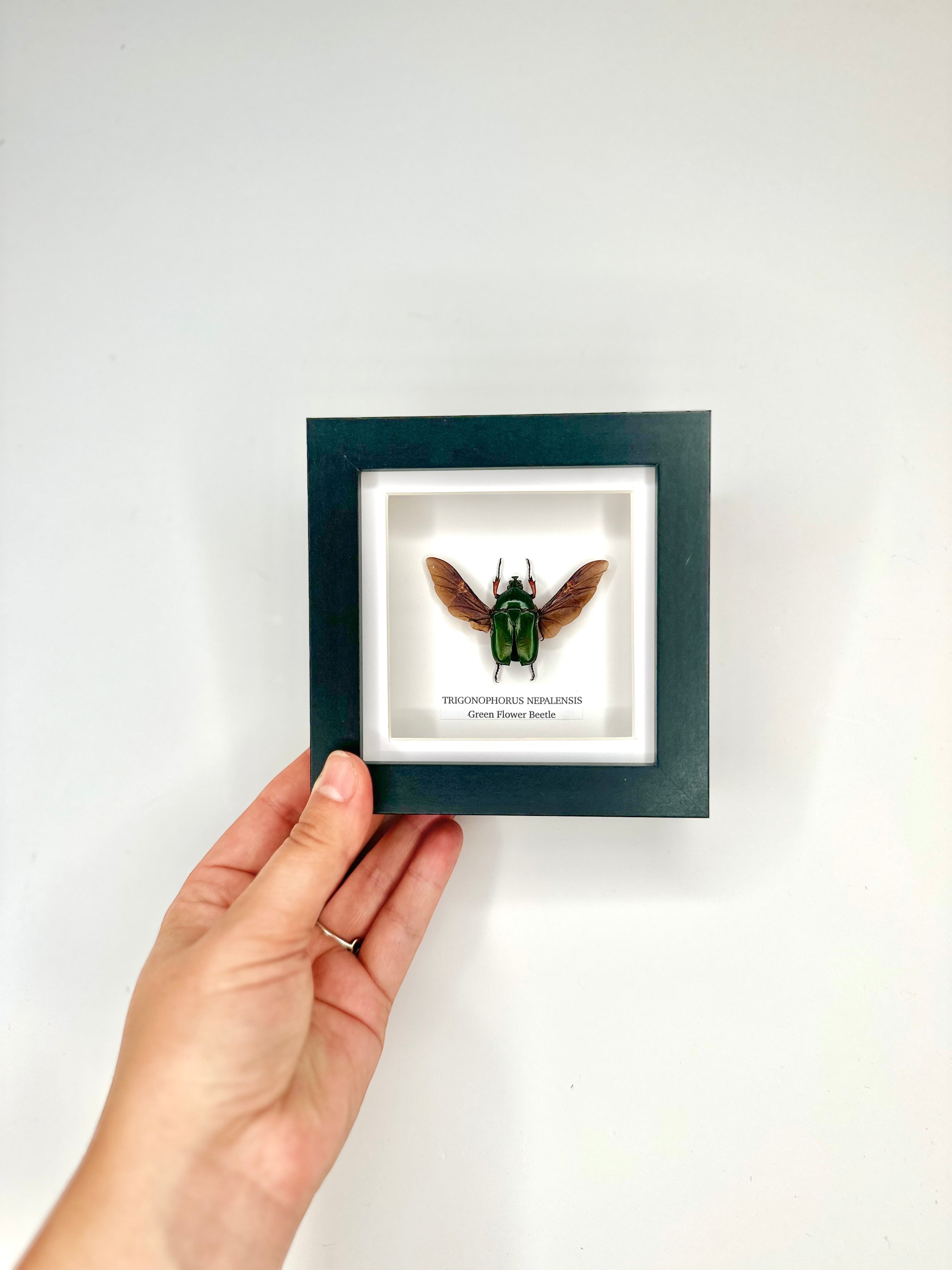 Green Flower Beetle | Trigonophorus Nepalensis | Small deep black shadow Frame - Insect Taxidermy Entomology Home Decor Framed Natural Art handmade by cuteaholic gifts
