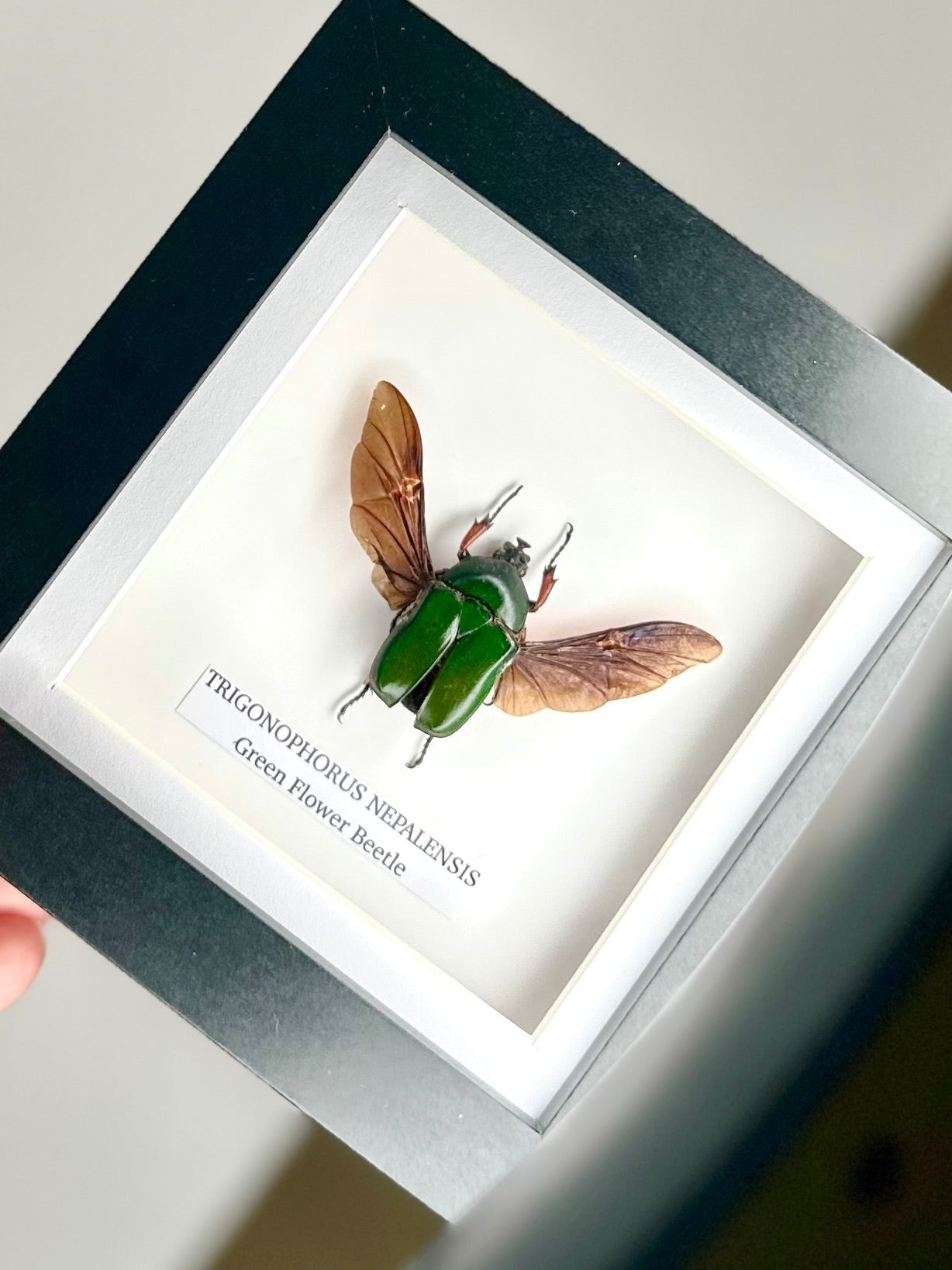 Green Flower Beetle | Trigonophorus Nepalensis | Small deep black shadow Frame - Insect Taxidermy Entomology Home Decor Framed Natural Art handmade by cuteaholic gifts
