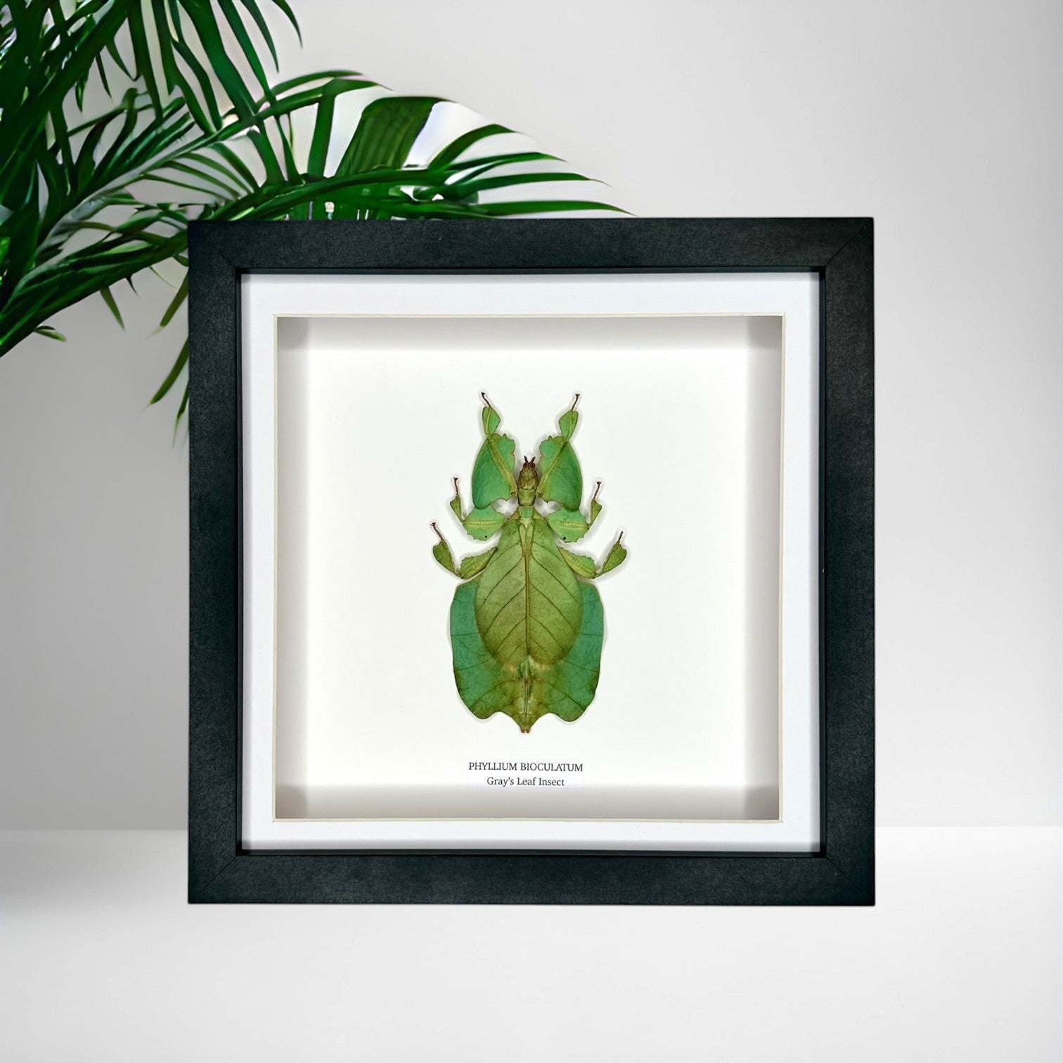 Green Gray’s Leaf Insect | Phyllium Bioculatum | Medium deep black shadow Frame - Taxidermy Entomology Home Decor Framed Natural Art hand made by cuteaholic gifts