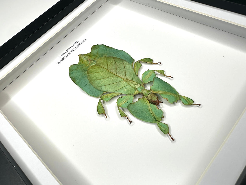 Green Gray’s Leaf Insect | Phyllium Bioculatum | Medium deep black shadow Frame - Taxidermy Entomology Home Decor Framed Natural Art hand made by cuteaholic gifts
