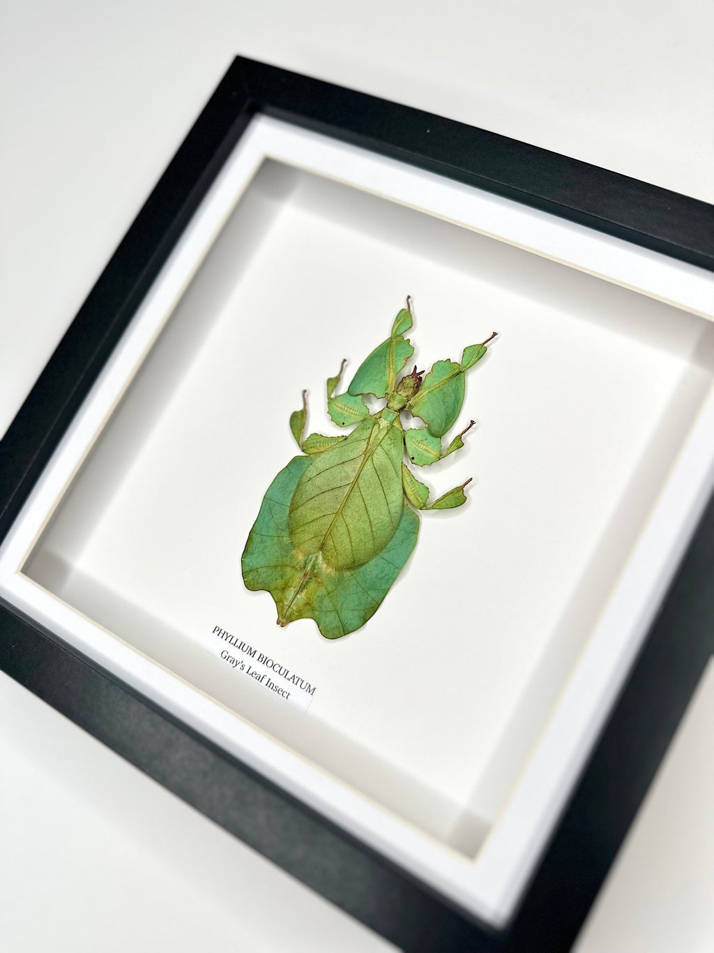 Green Gray’s Leaf Insect | Phyllium Bioculatum | Medium deep black shadow Frame - Taxidermy Entomology Home Decor Framed Natural Art hand made by cuteaholic gifts