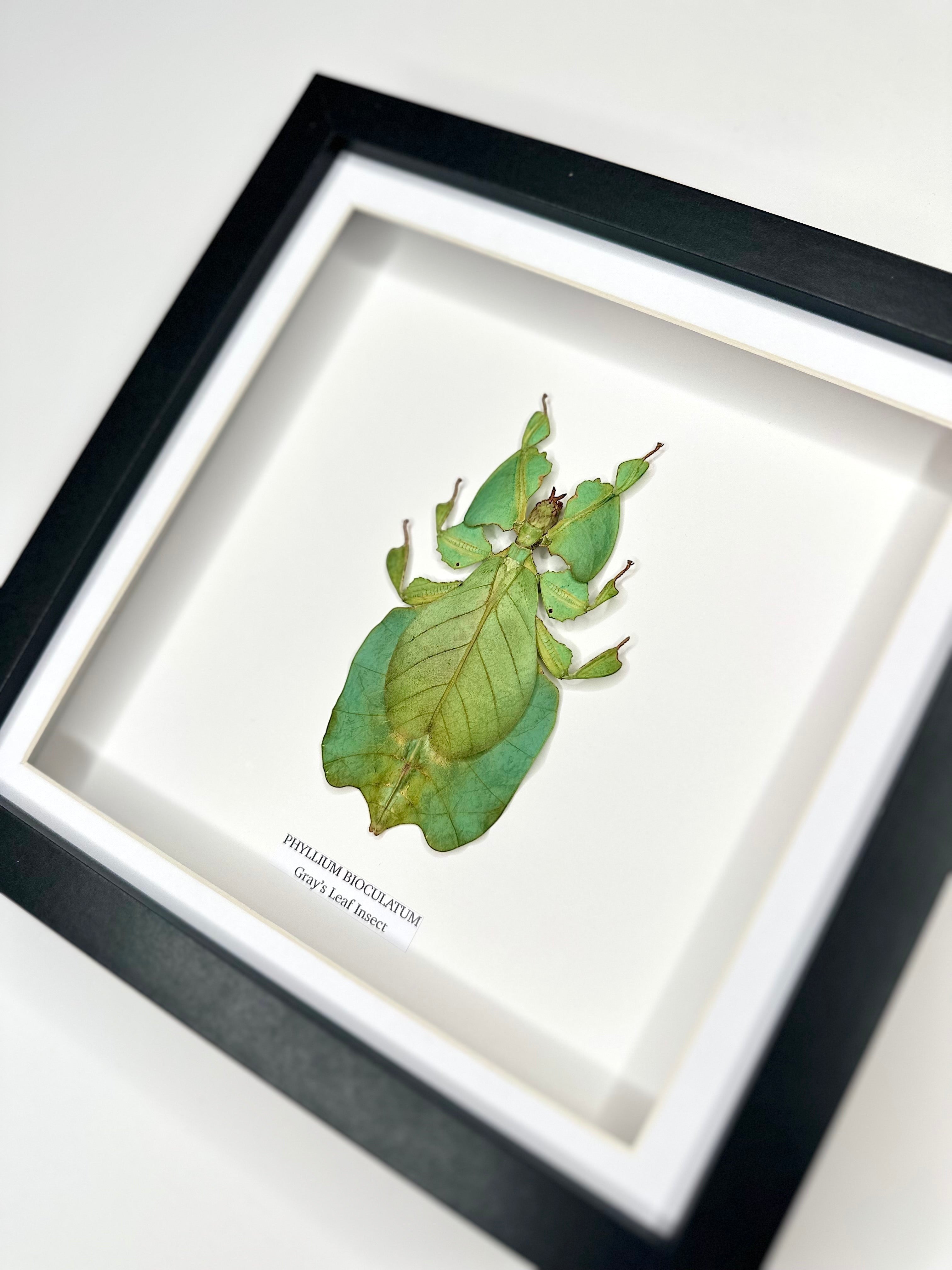 Green Gray’s Leaf Insect | Phyllium Bioculatum | Medium deep black shadow Frame - Taxidermy Entomology Home Decor Framed Natural Art hand made by cuteaholic gifts
