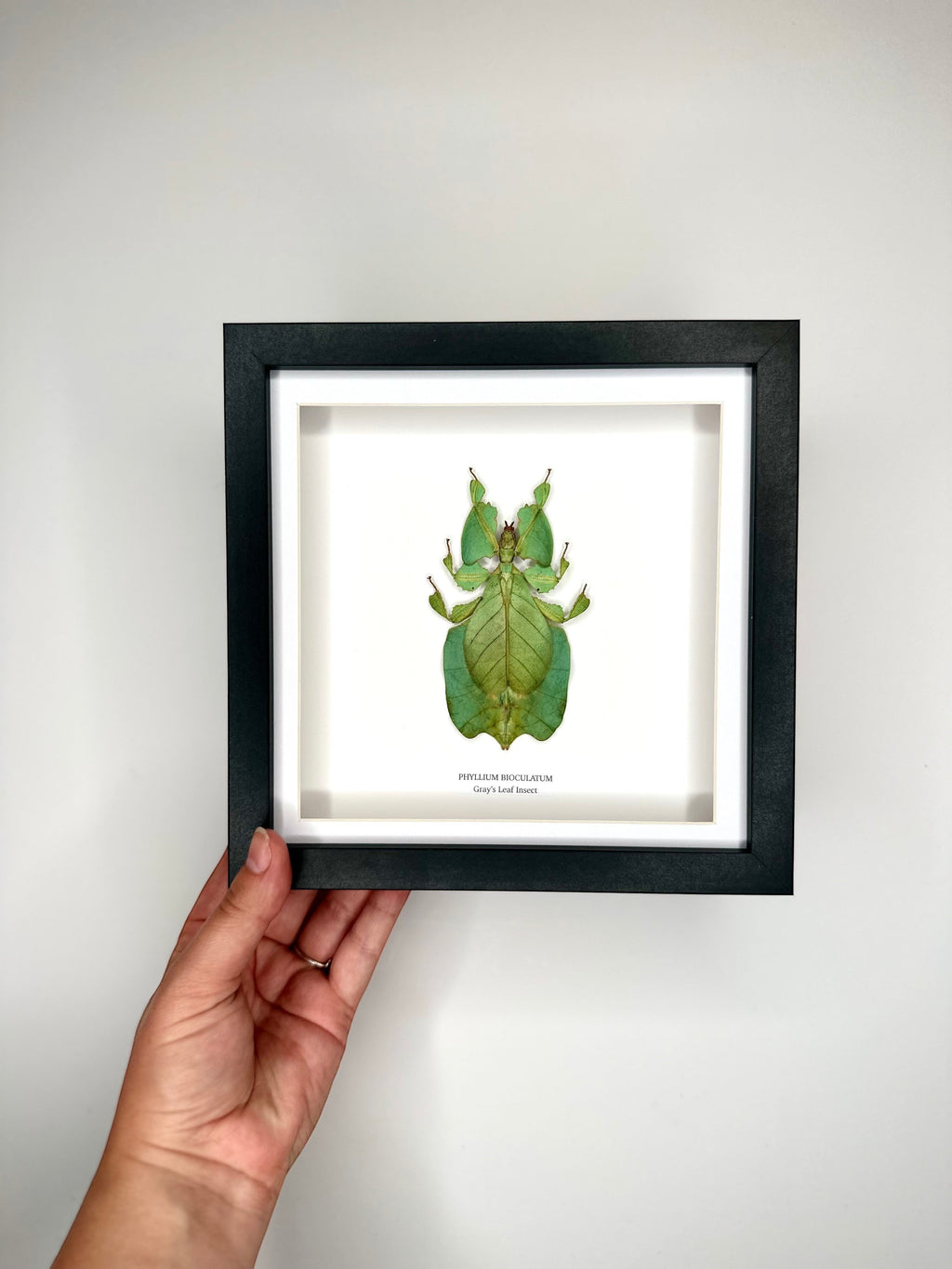 Green Gray’s Leaf Insect | Phyllium Bioculatum | Medium deep black shadow Frame - Taxidermy Entomology Home Decor Framed Natural Art hand made by cuteaholic gifts