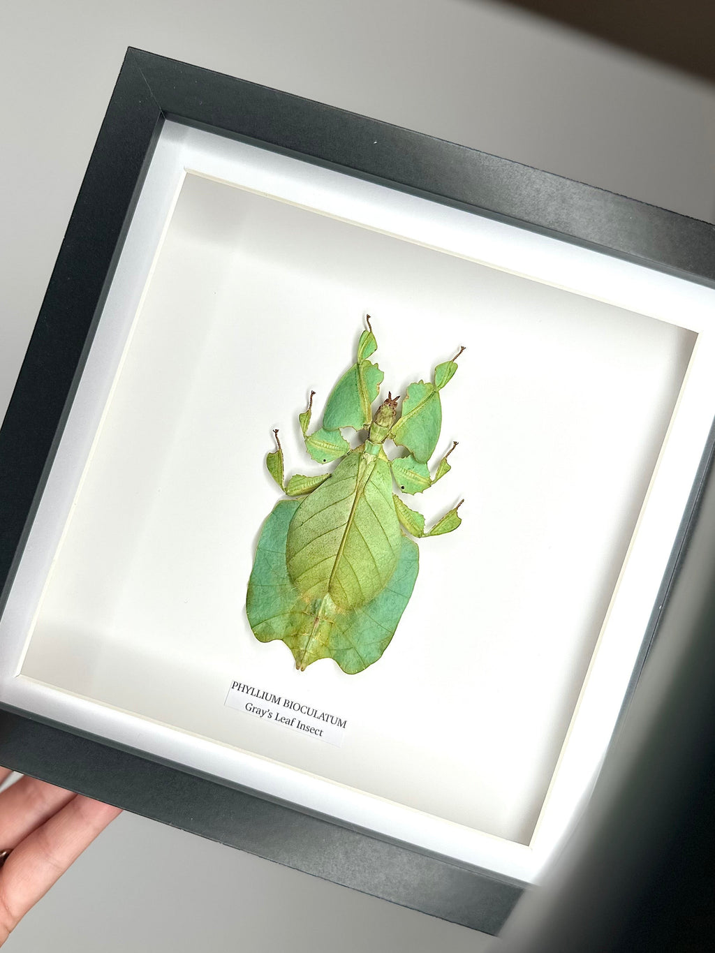 Green Gray’s Leaf Insect | Phyllium Bioculatum | Medium deep black shadow Frame - Taxidermy Entomology Home Decor Framed Natural Art hand made by cuteaholic gifts