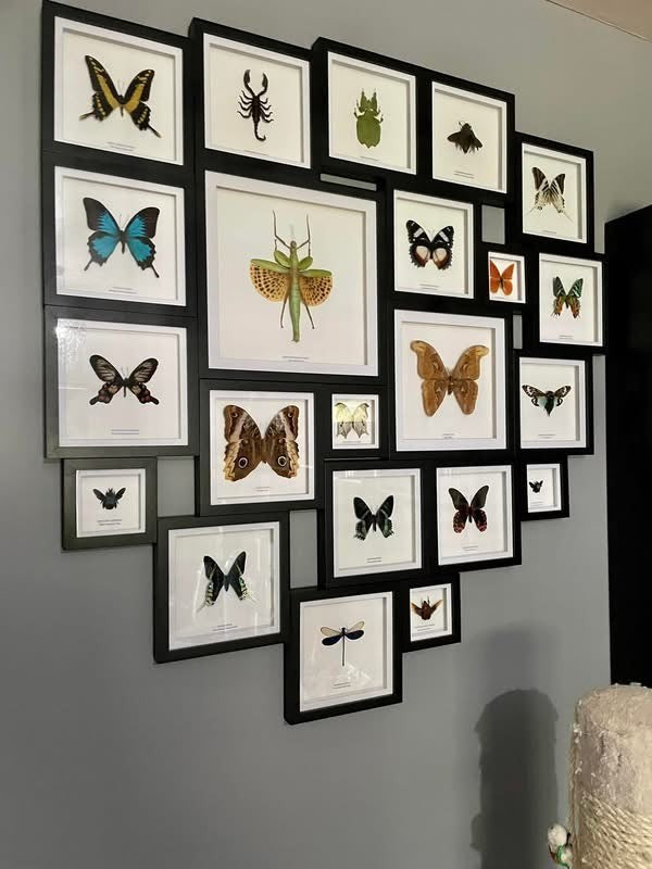 Green Gray’s Leaf Insect | Phyllium Bioculatum | Medium deep black shadow Frame - Taxidermy Entomology Home Decor Framed Natural Art hand made by cuteaholic gifts