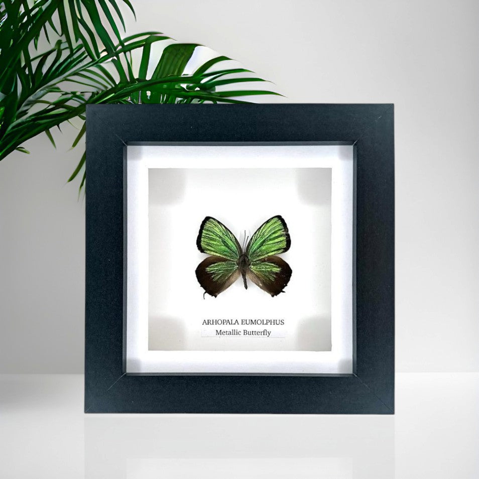 Green Metallic Butterfly | Arhopala Eumolphus | Small Frame • Taxidermy Entomology Home Decor Framed Art