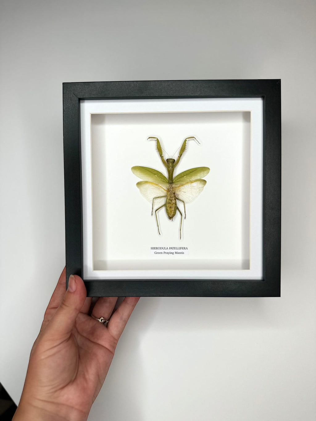 A Green Praying Mantis also known as Hierodula Patellifera in a Medium black shadow deep Frame, Taxidermy Entomology Home Decor Framed natural Art by cuteaholic gifts