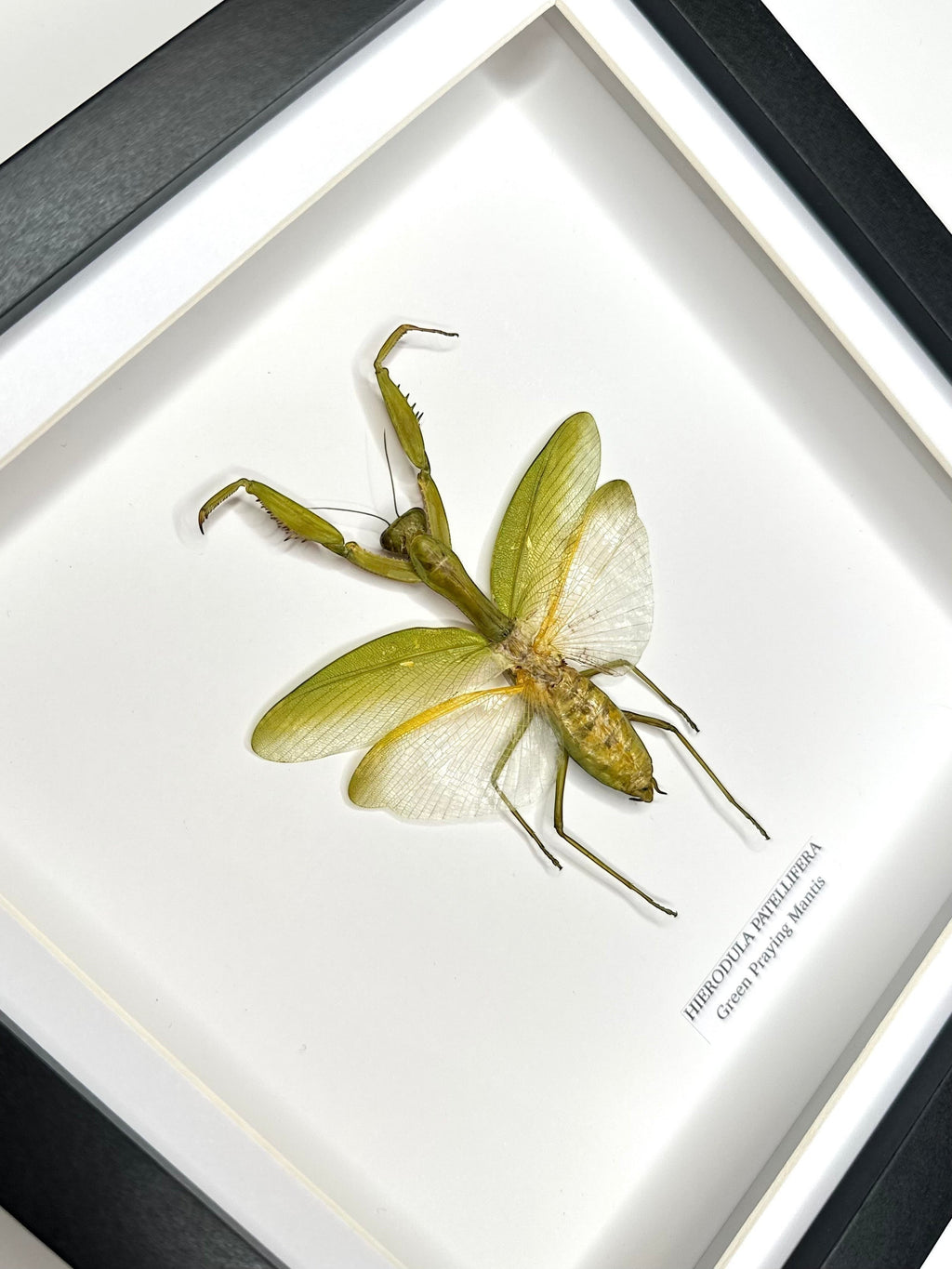 A Green Praying Mantis also known as Hierodula Patellifera in a Medium black shadow deep Frame, Taxidermy Entomology Home Decor Framed natural Art by cuteaholic gifts