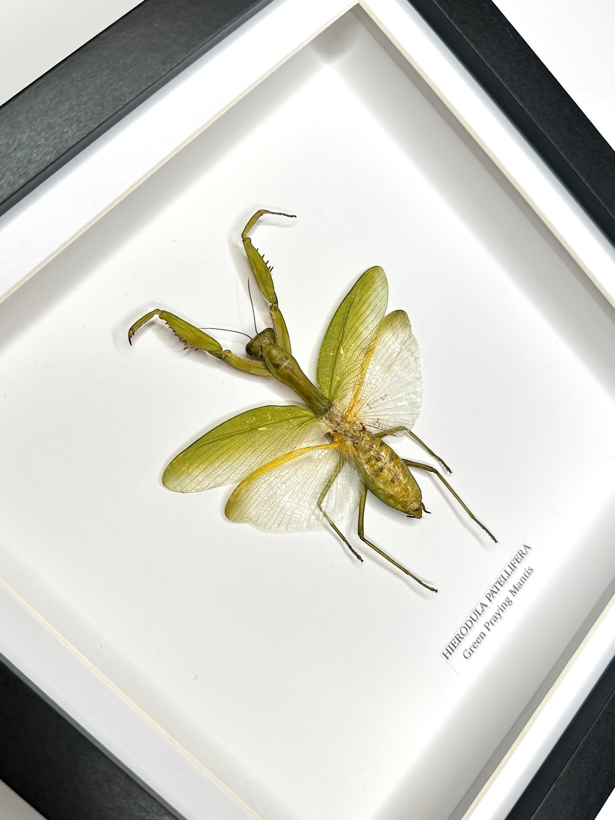 A Green Praying Mantis also known as Hierodula Patellifera in a Medium black shadow deep Frame, Taxidermy Entomology Home Decor Framed natural Art by cuteaholic gifts
