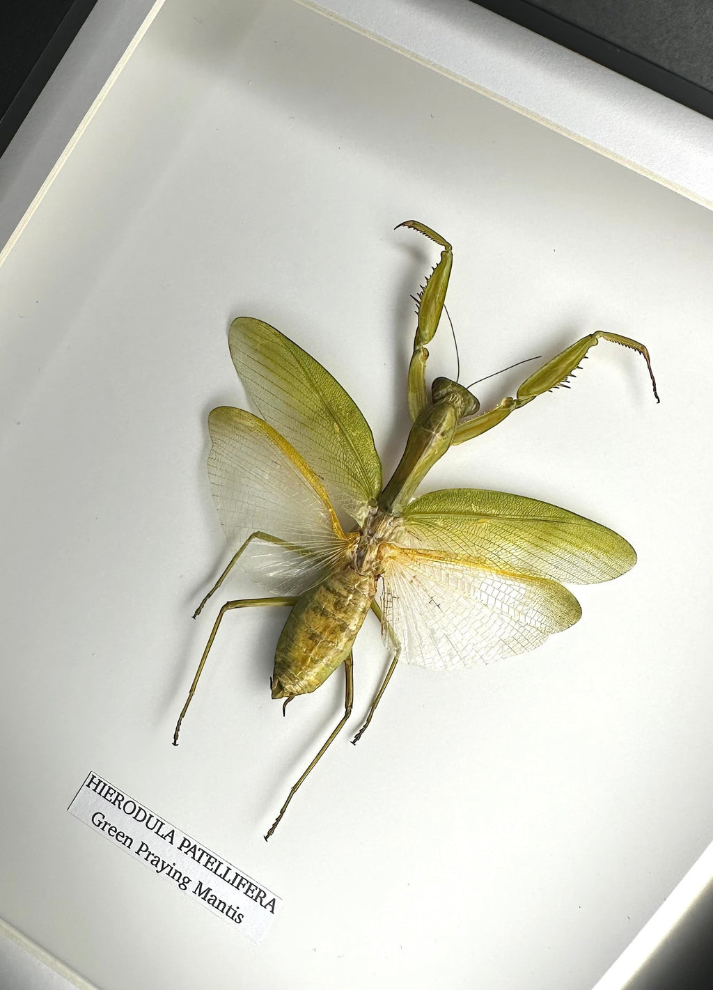 A Green Praying Mantis also known as Hierodula Patellifera in a Medium black shadow deep Frame, Taxidermy Entomology Home Decor Framed natural Art by cuteaholic gifts
