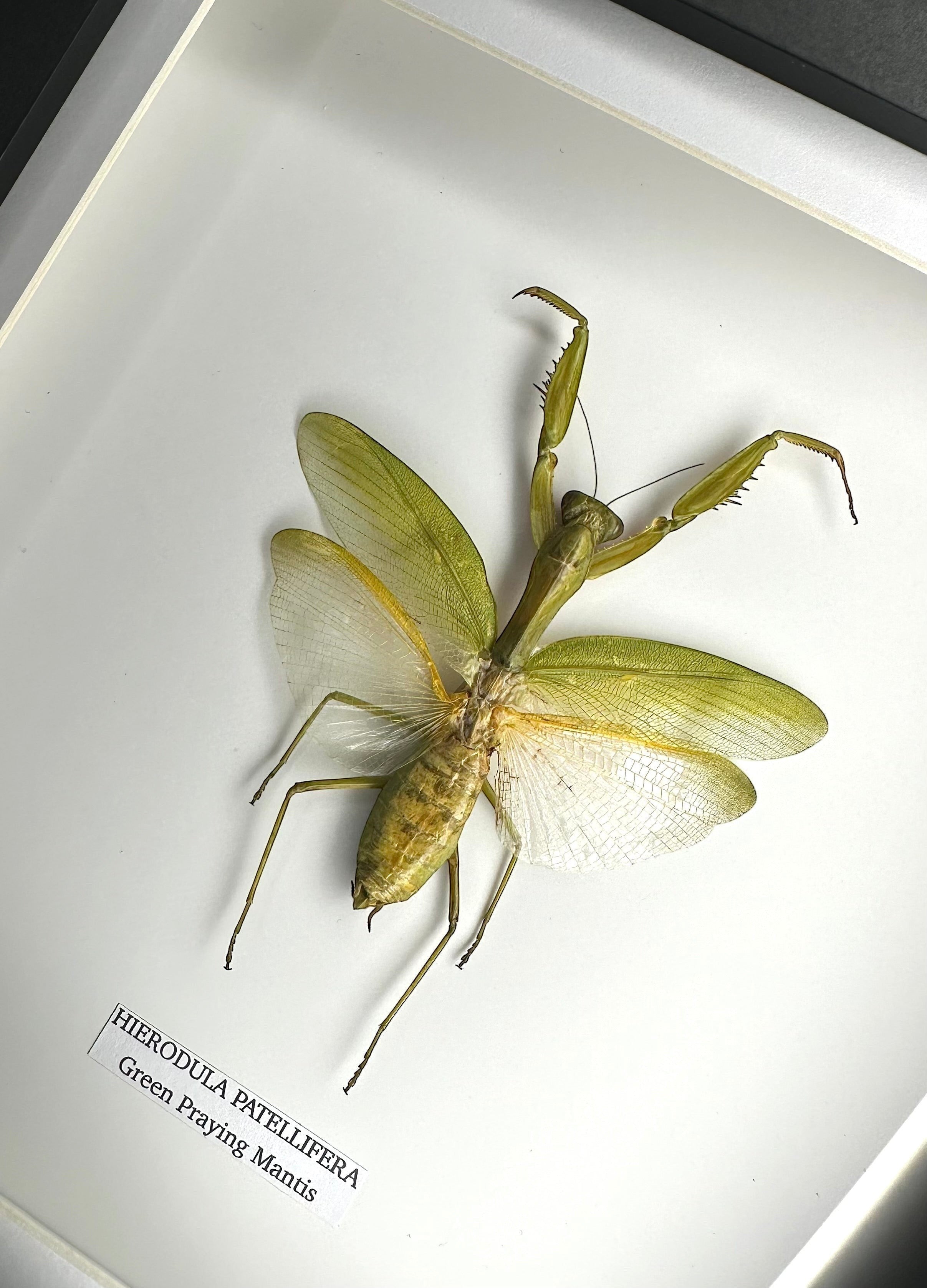 A Green Praying Mantis also known as Hierodula Patellifera in a Medium black shadow deep Frame, Taxidermy Entomology Home Decor Framed natural Art by cuteaholic gifts