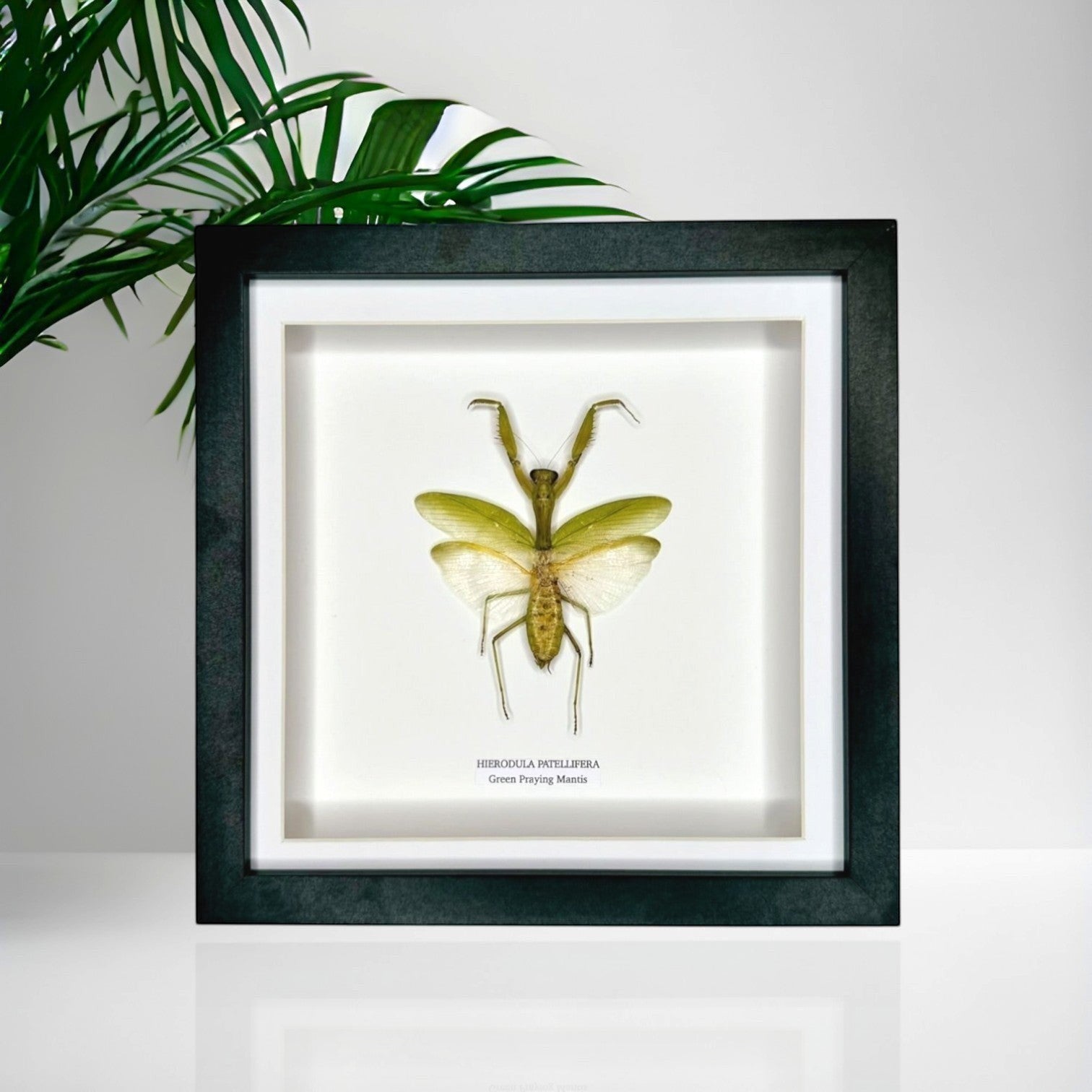 A Green Praying Mantis also known as Hierodula Patellifera in a Medium black shadow deep Frame, Taxidermy Entomology Home Decor Framed natural Art by cuteaholic gifts