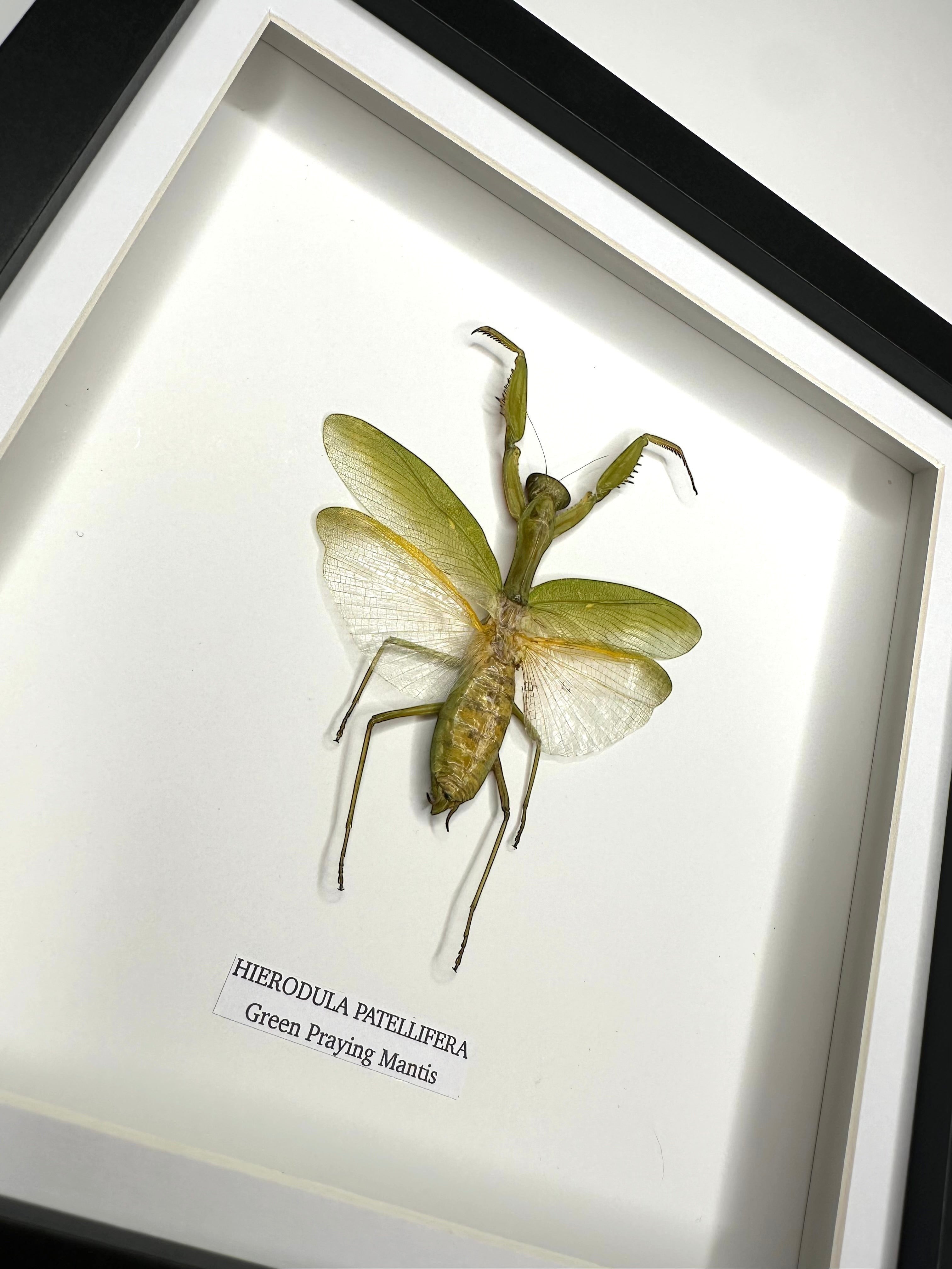 A Green Praying Mantis also known as Hierodula Patellifera in a Medium black shadow deep Frame, Taxidermy Entomology Home Decor Framed natural Art by cuteaholic gifts