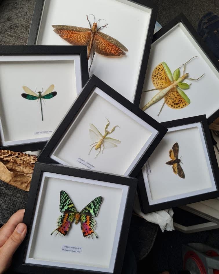 A Green Praying Mantis also known as Hierodula Patellifera in a Medium black shadow deep Frame, Taxidermy Entomology Home Decor Framed natural Art by cuteaholic gifts