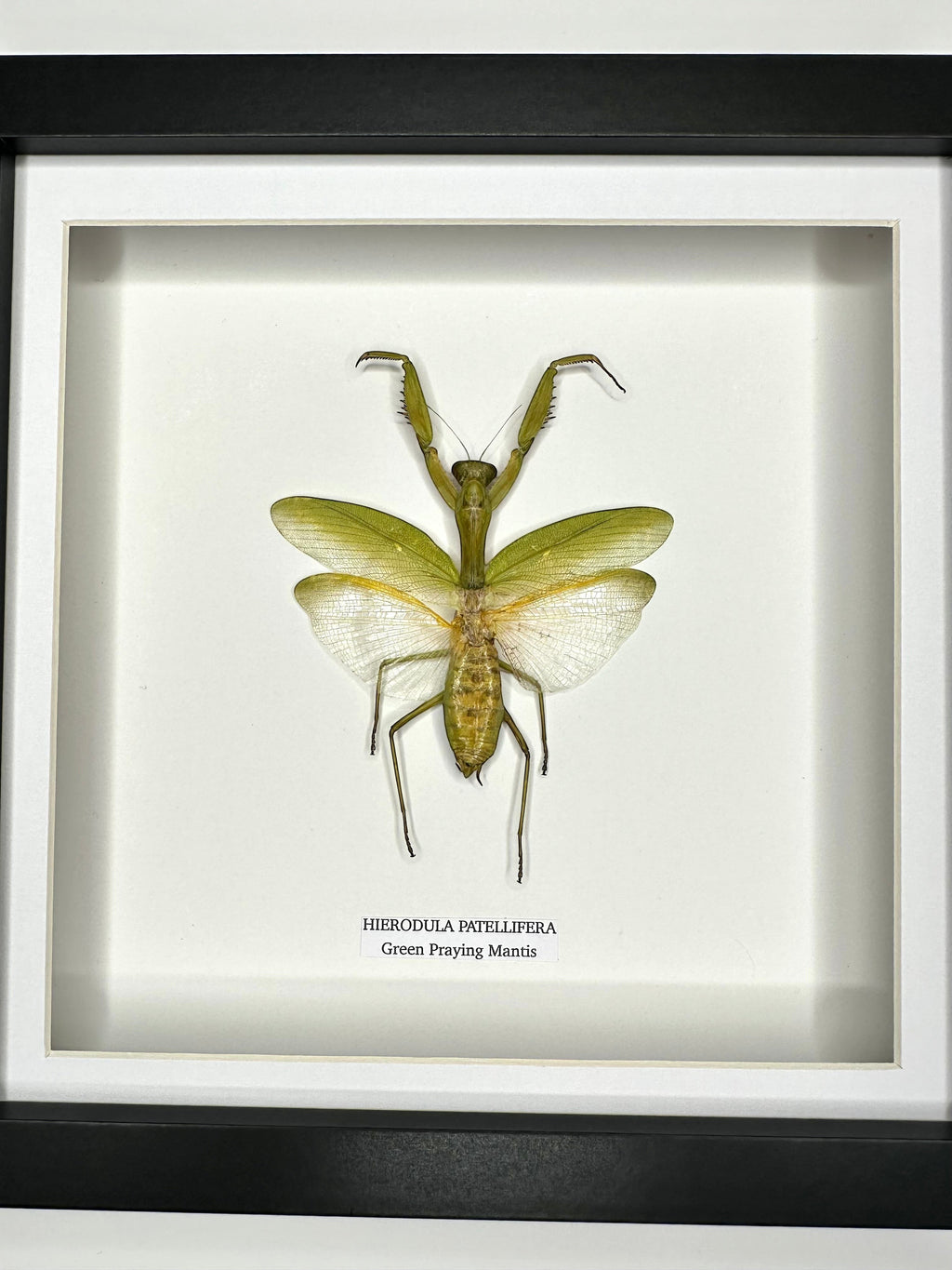 A Green Praying Mantis also known as Hierodula Patellifera in a Medium black shadow deep Frame, Taxidermy Entomology Home Decor Framed natural Art by cuteaholic gifts