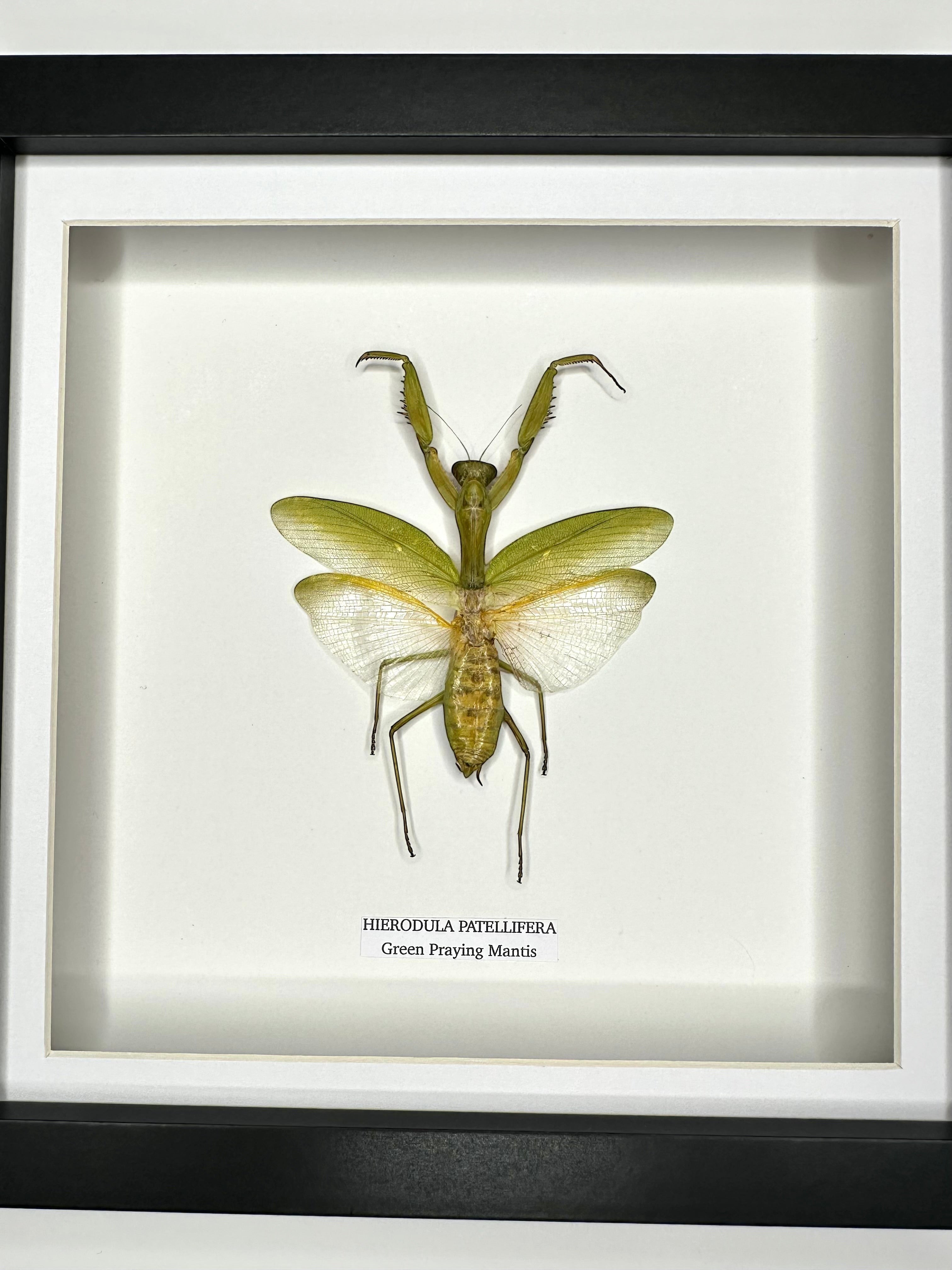 A Green Praying Mantis also known as Hierodula Patellifera in a Medium black shadow deep Frame, Taxidermy Entomology Home Decor Framed natural Art by cuteaholic gifts