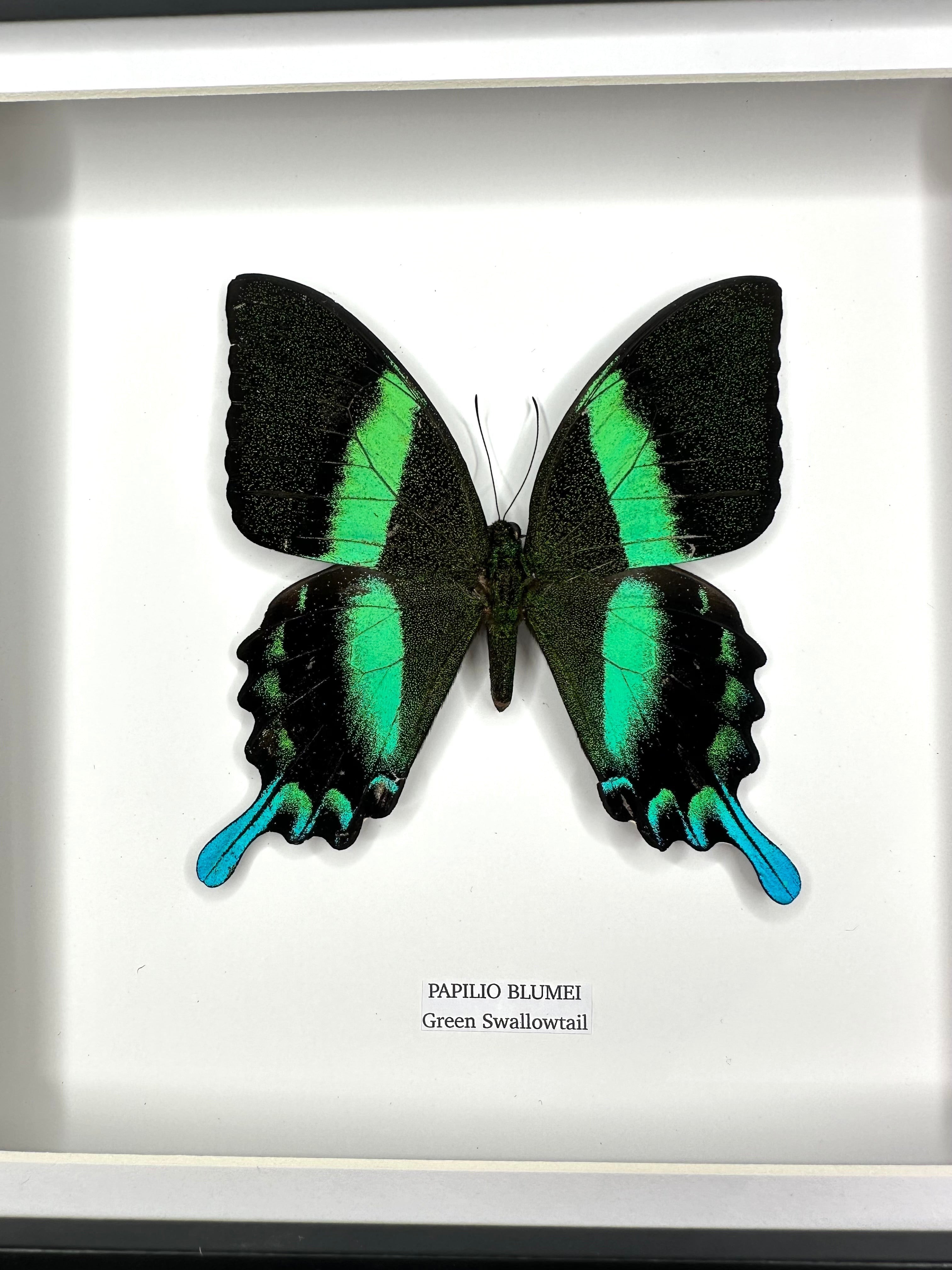 Green Swallowtail | Flying Papilio Blumei | Medium black deep shadow Frame - Taxidermy Entomology Home Decor Framed Natural Art handmade by cuteaholic gifts
