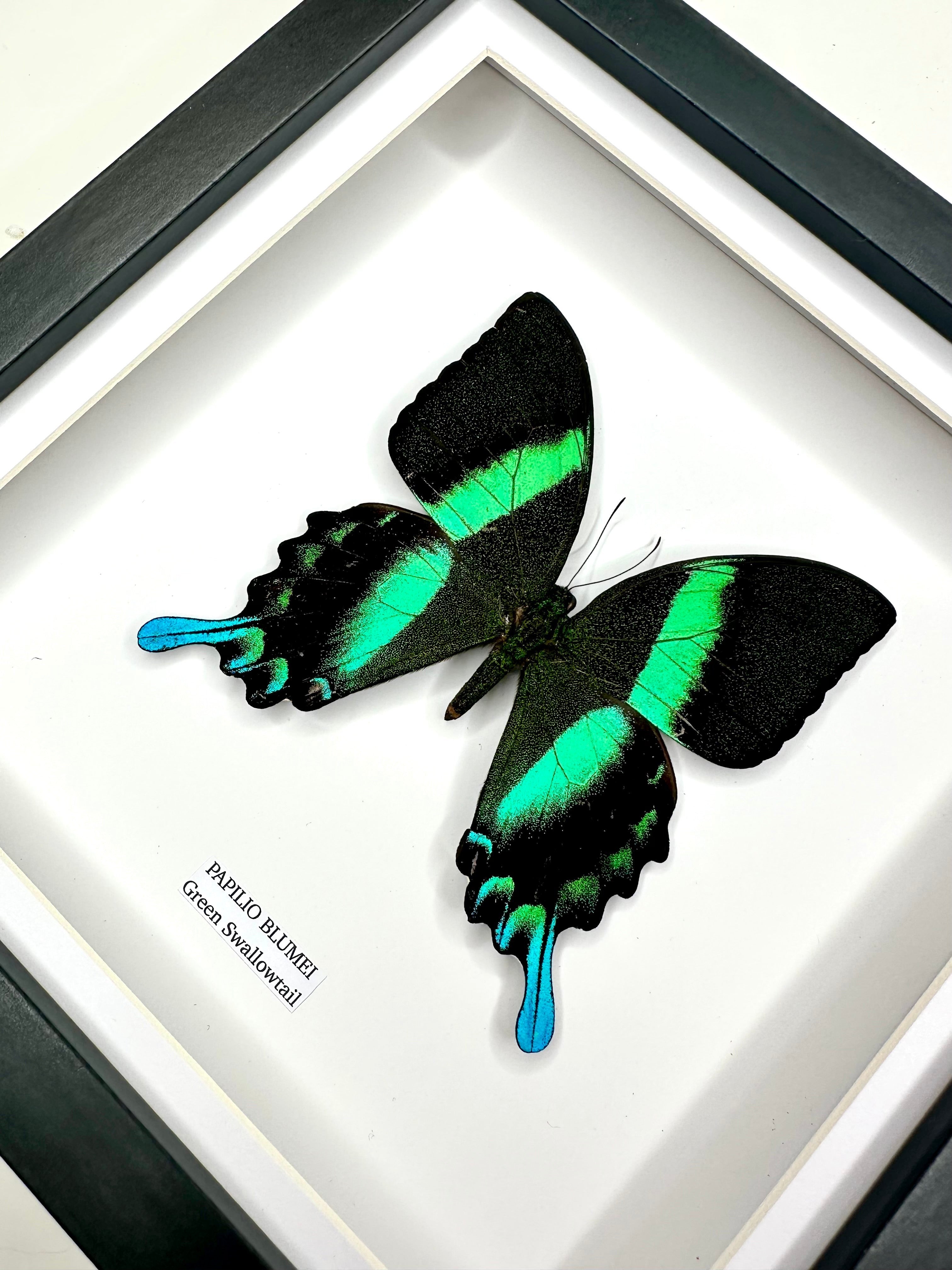 Green Swallowtail | Flying Papilio Blumei | Medium black deep shadow Frame - Taxidermy Entomology Home Decor Framed Natural Art handmade by cuteaholic gifts