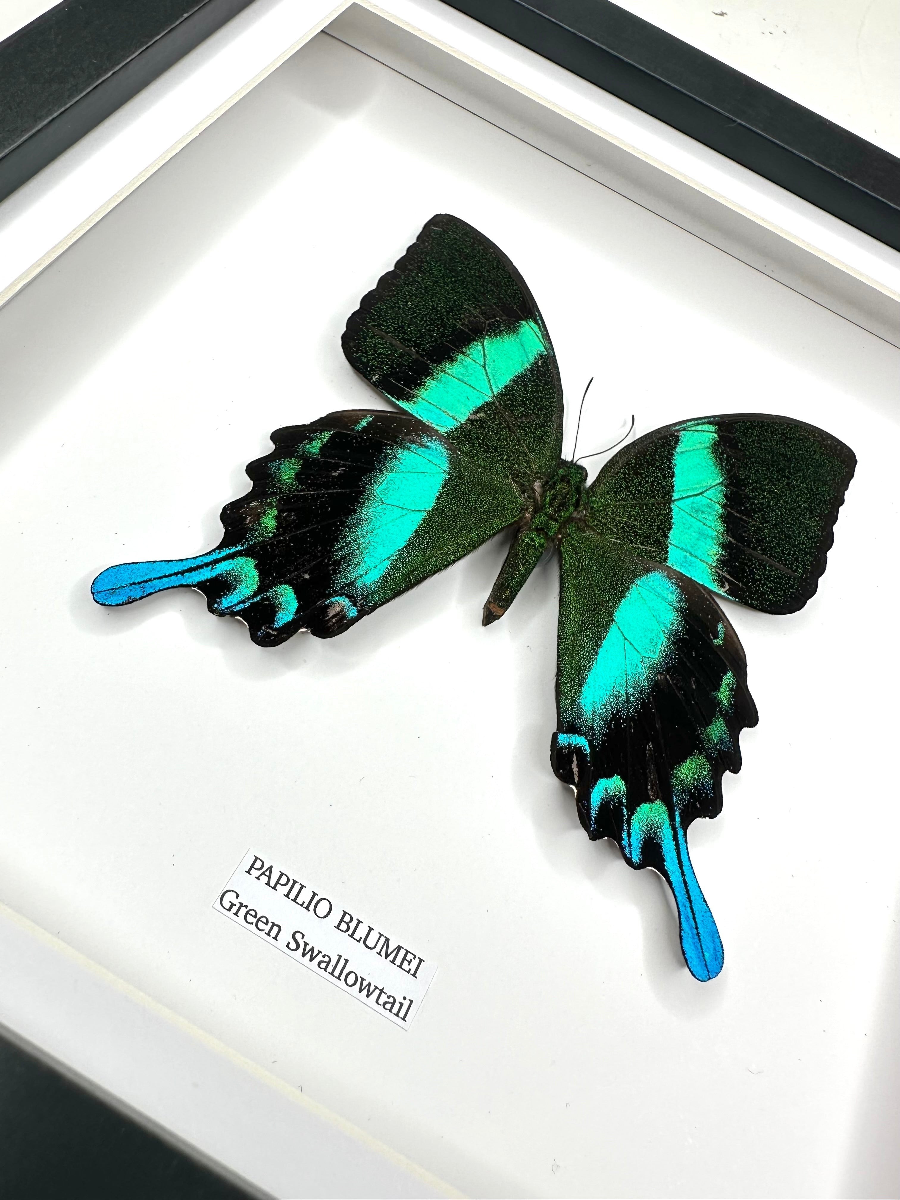 Green Swallowtail | Flying Papilio Blumei | Medium black deep shadow Frame - Taxidermy Entomology Home Decor Framed Natural Art handmade by cuteaholic gifts