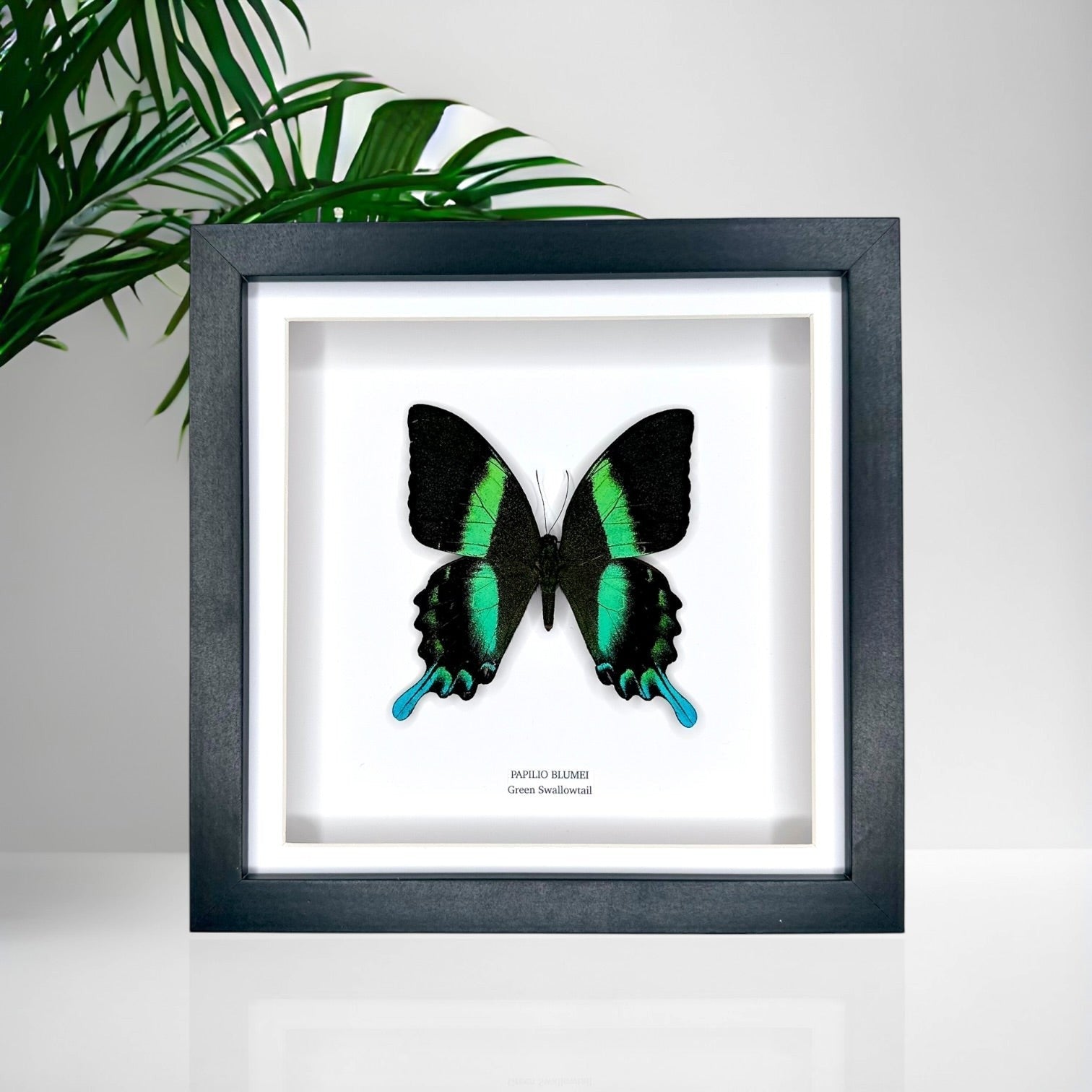 Green Swallowtail | Flying Papilio Blumei | Medium black deep shadow Frame - Taxidermy Entomology Home Decor Framed Natural Art handmade by cuteaholic gifts