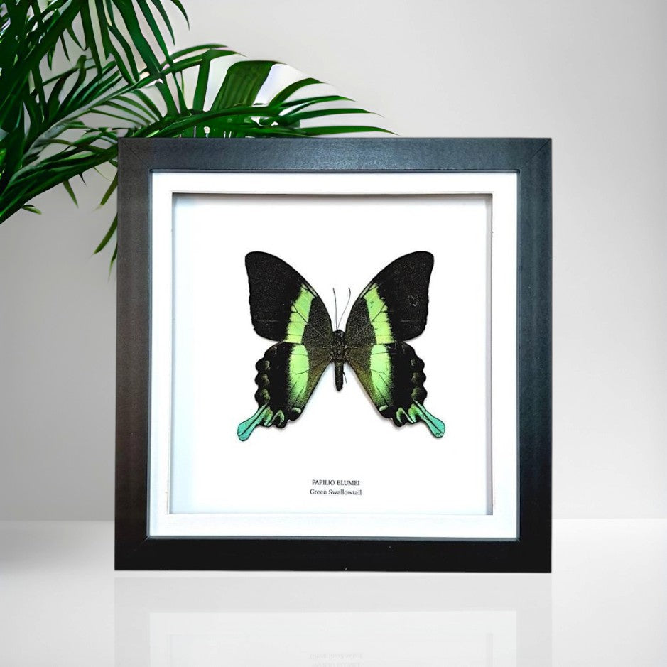 Green Swallowtail | Papilio Blumei | Medium Frame • Taxidermy Entomology Home Decor Framed Art