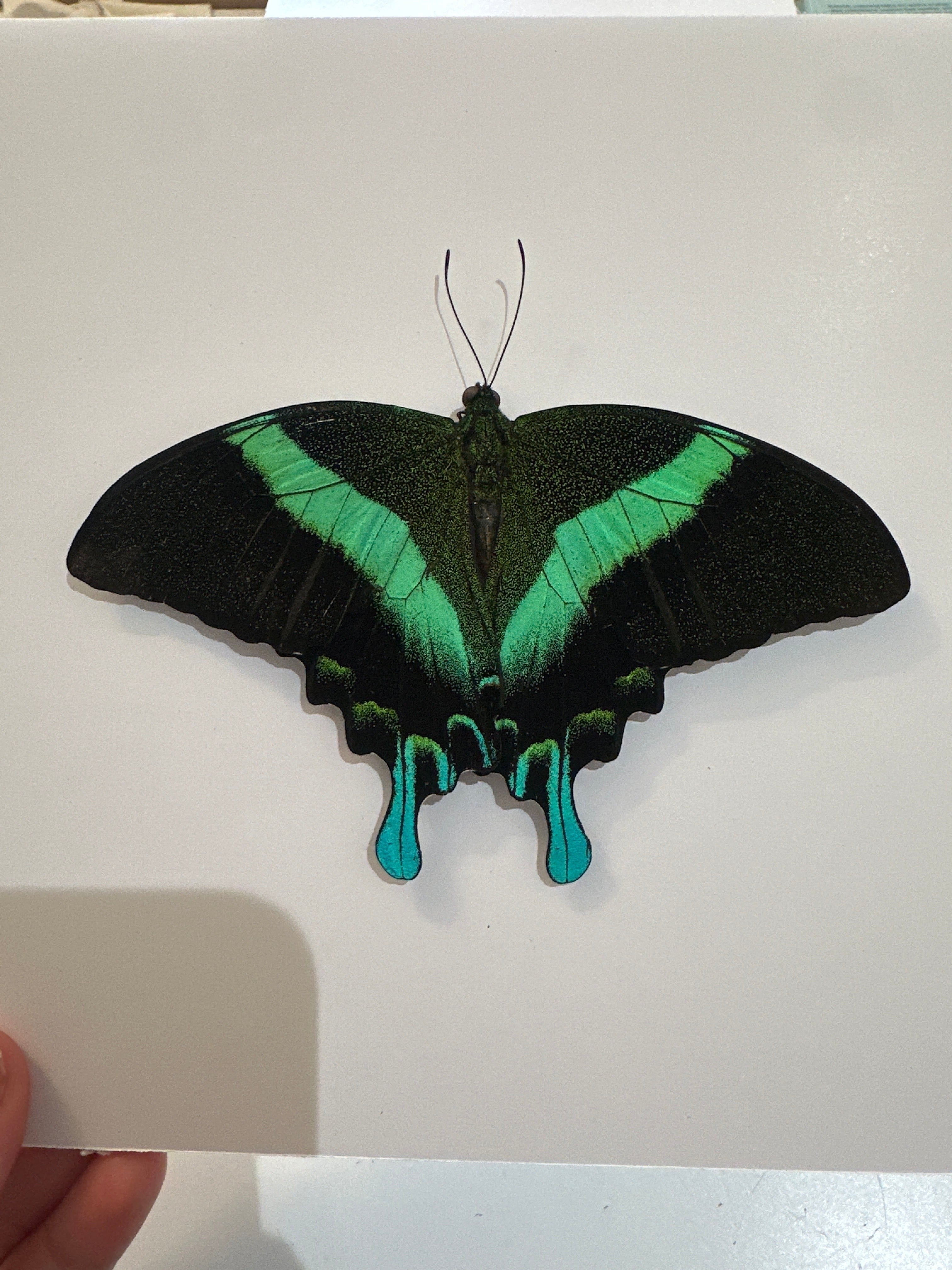 Green Swallowtail | Papilio Blumei | Medium Frame • Taxidermy Entomology Home Decor Framed Art