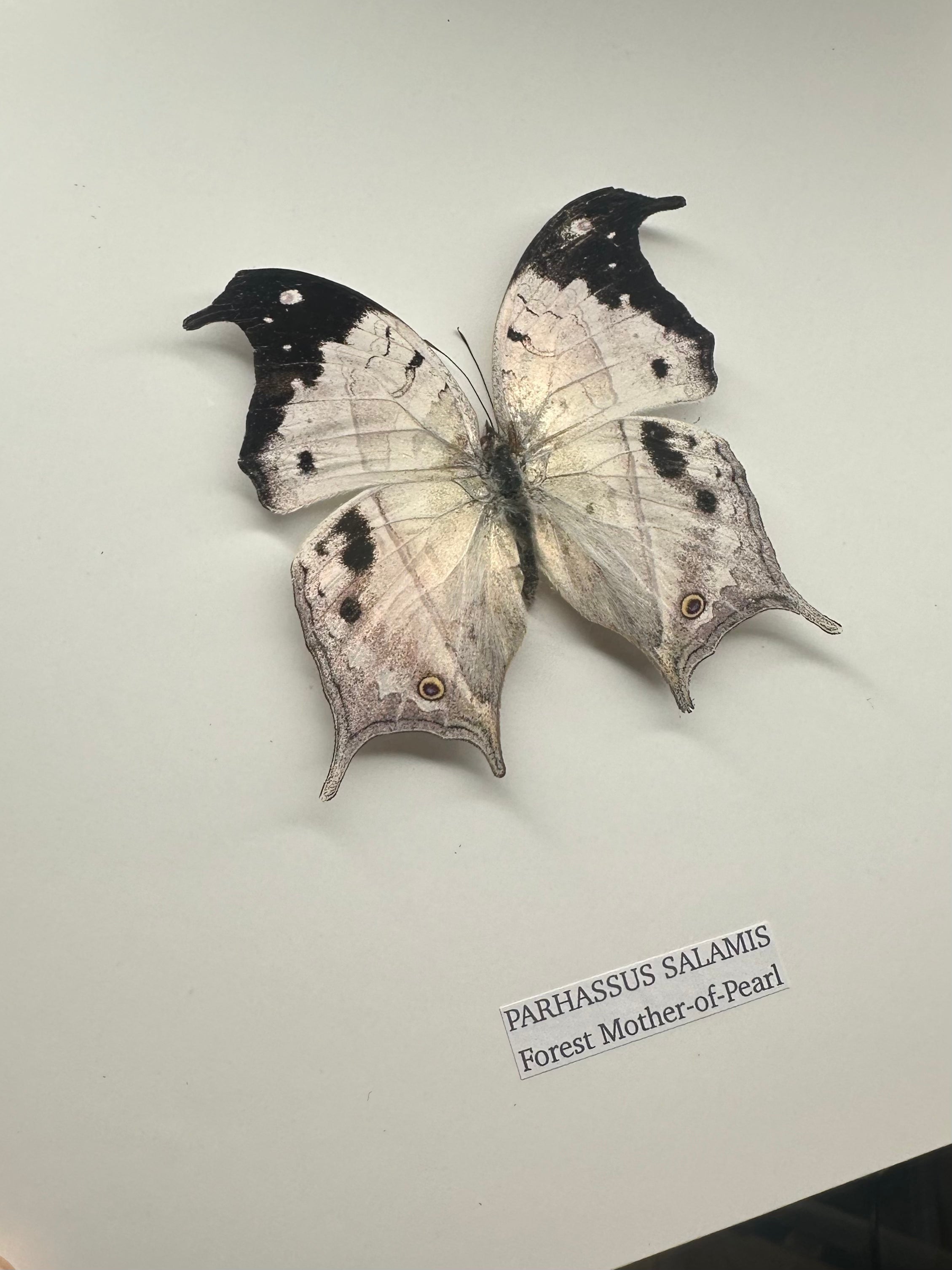 Forest Mother-of-pearl | Parhassus Salamis | Medium Frame • Taxidermy Entomology Home Decor Framed Art