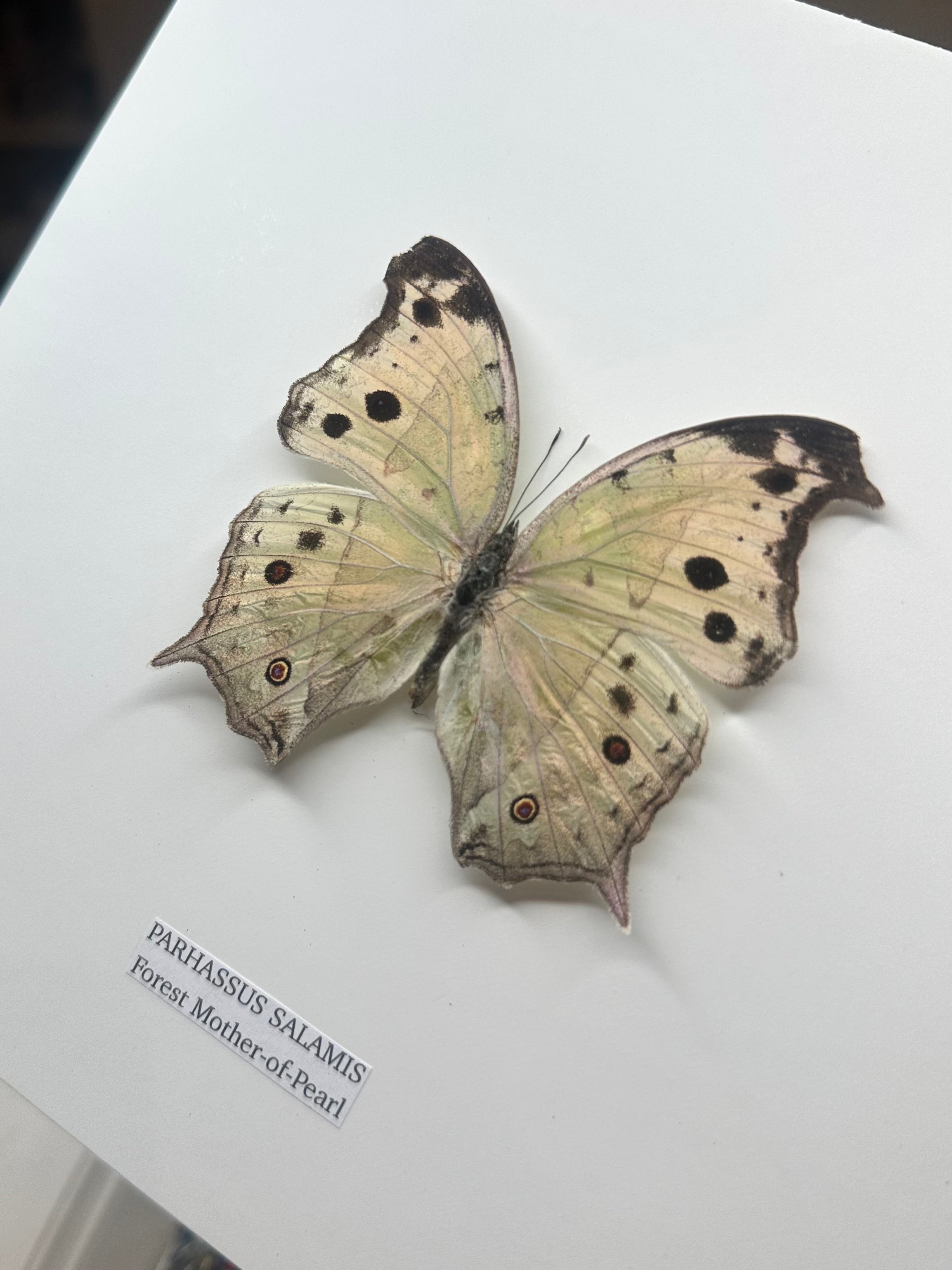 Forest Mother-of-pearl | Parhassus Salamis | Medium Frame • Taxidermy Entomology Home Decor Framed Art