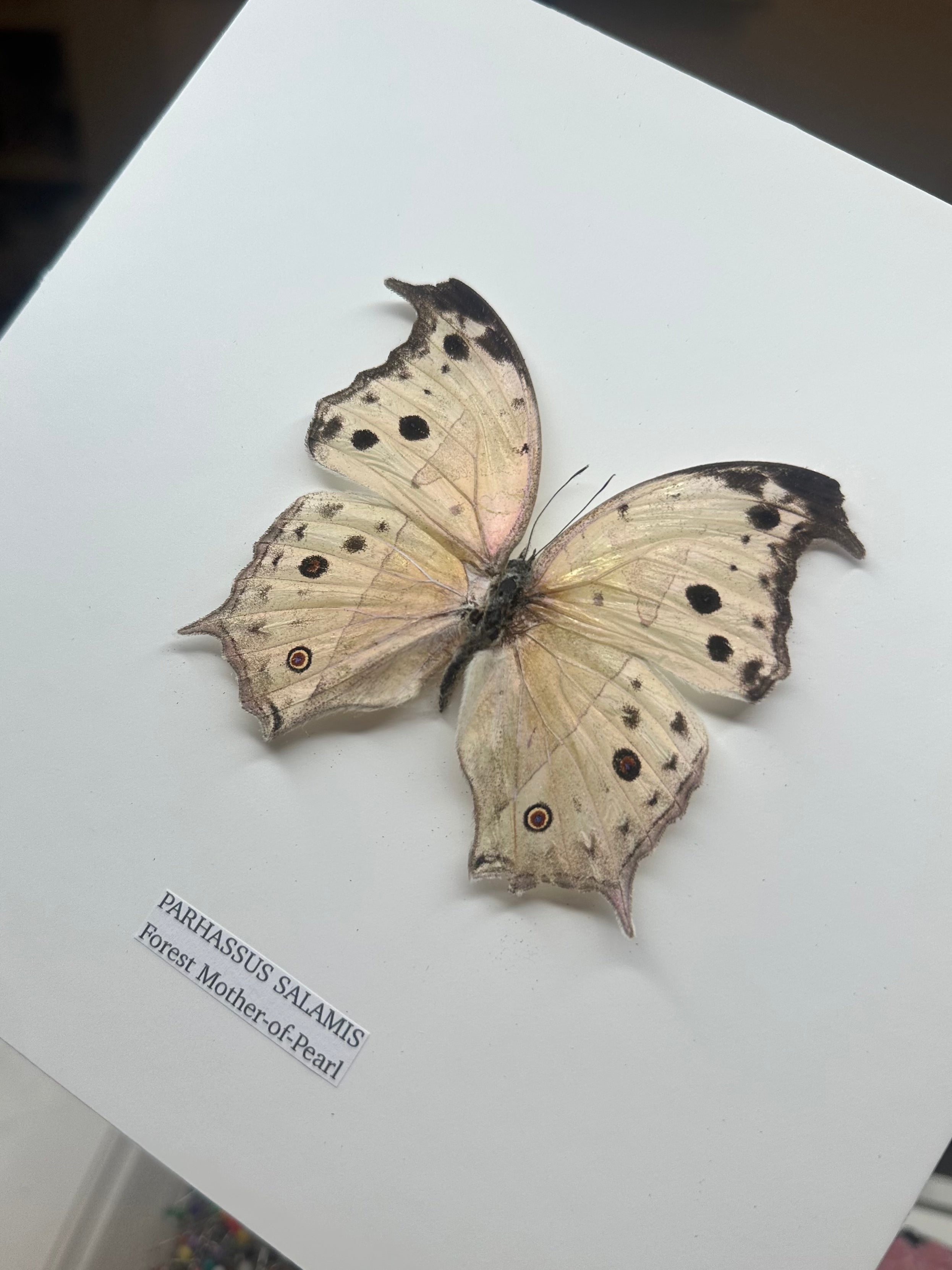 Forest Mother-of-pearl | Parhassus Salamis | Medium Frame • Taxidermy Entomology Home Decor Framed Art