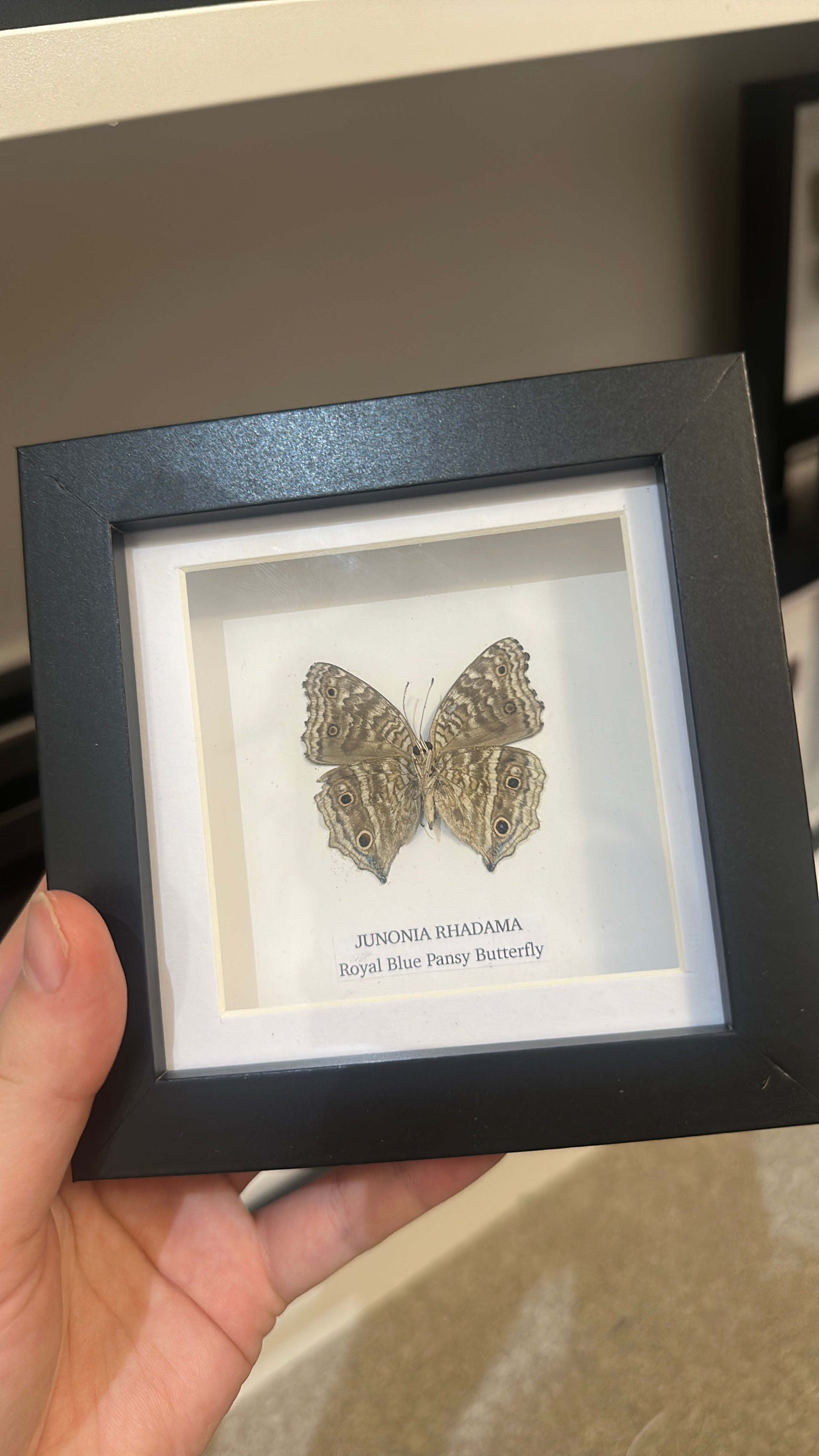 Royal Blue Pansy Butterfly | Small Frame • Taxidermy Entomology Home Decor Framed Art