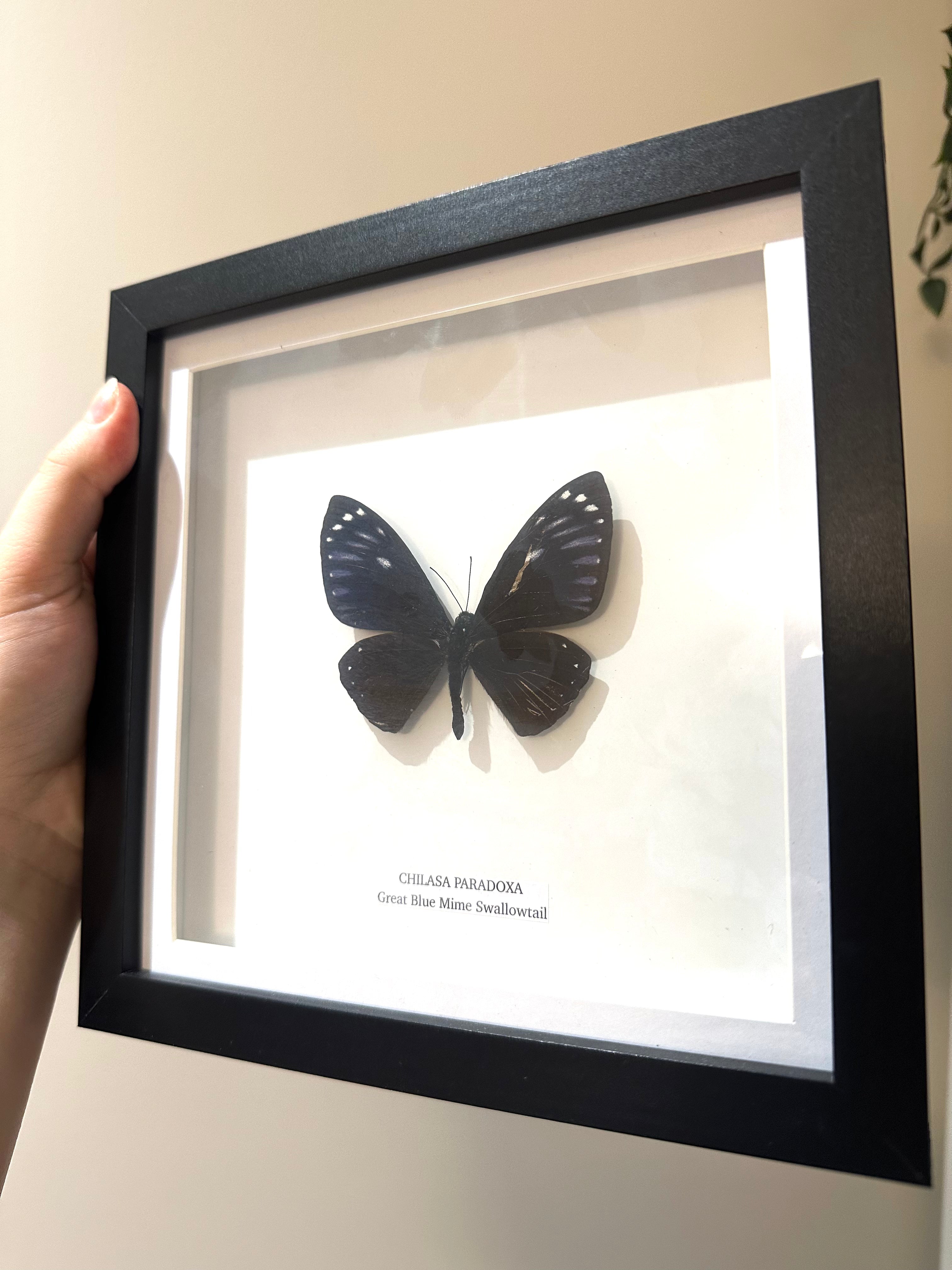 Sale | One Offs | Rare Pieces | Butterflies | Moths | Bugs