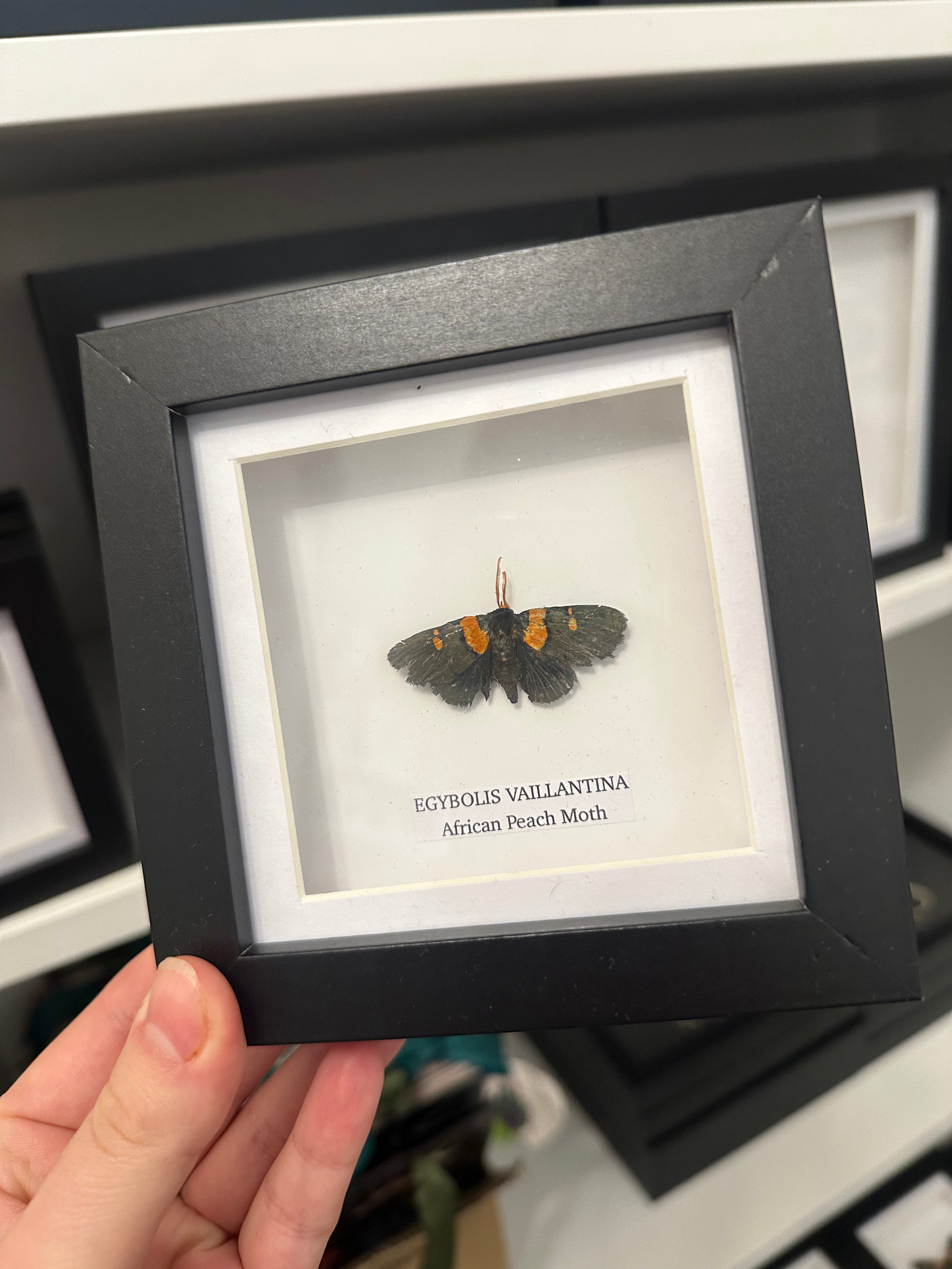 Sale | One Offs | Rare Pieces | Butterflies | Moths | Bugs