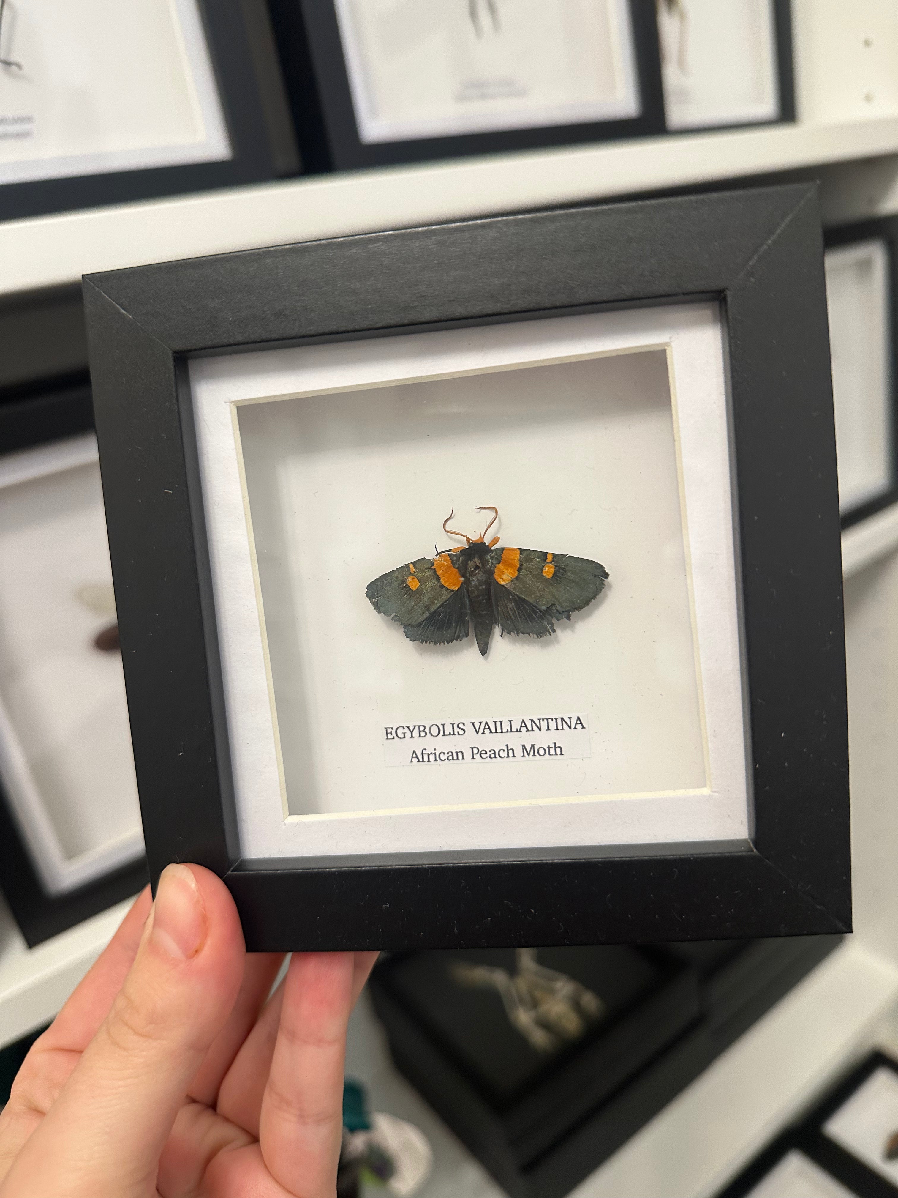 Sale | One Offs | Rare Pieces | Butterflies | Moths | Bugs